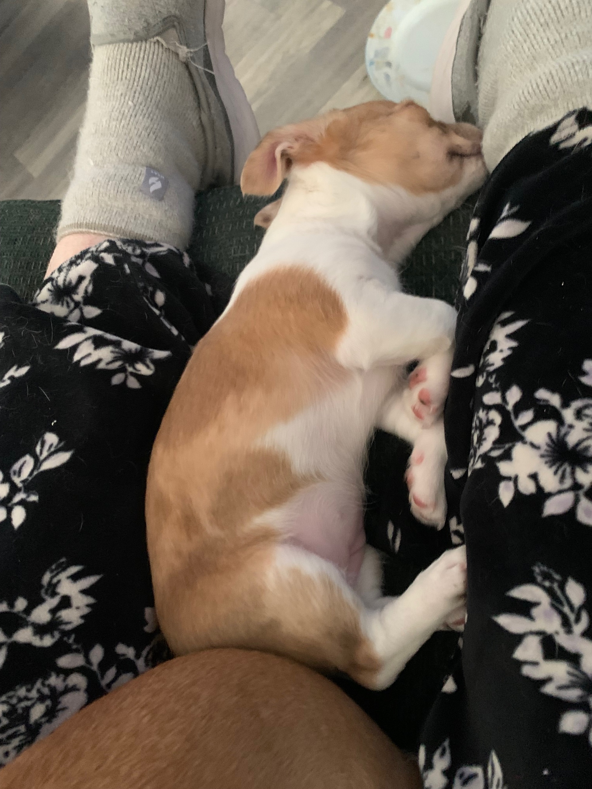 Photo of Merle Deer Head Chihuahua female