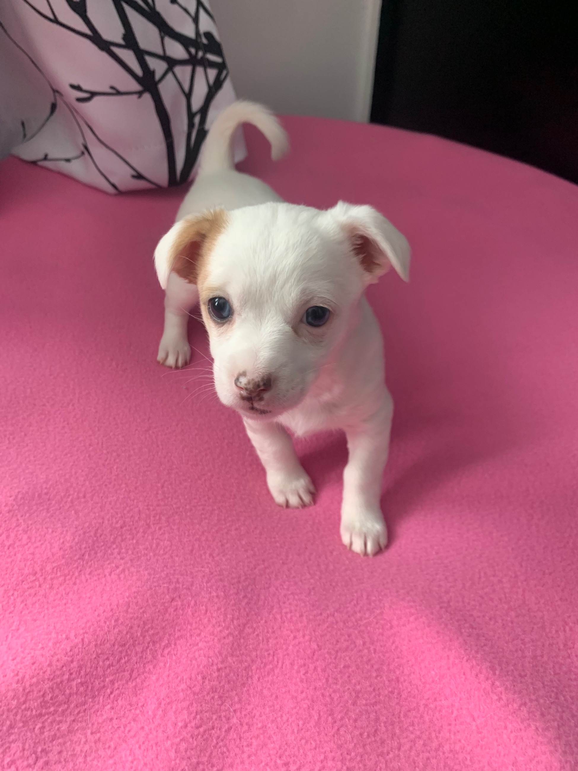Photo of Merle Deer Head Chihuahua Female