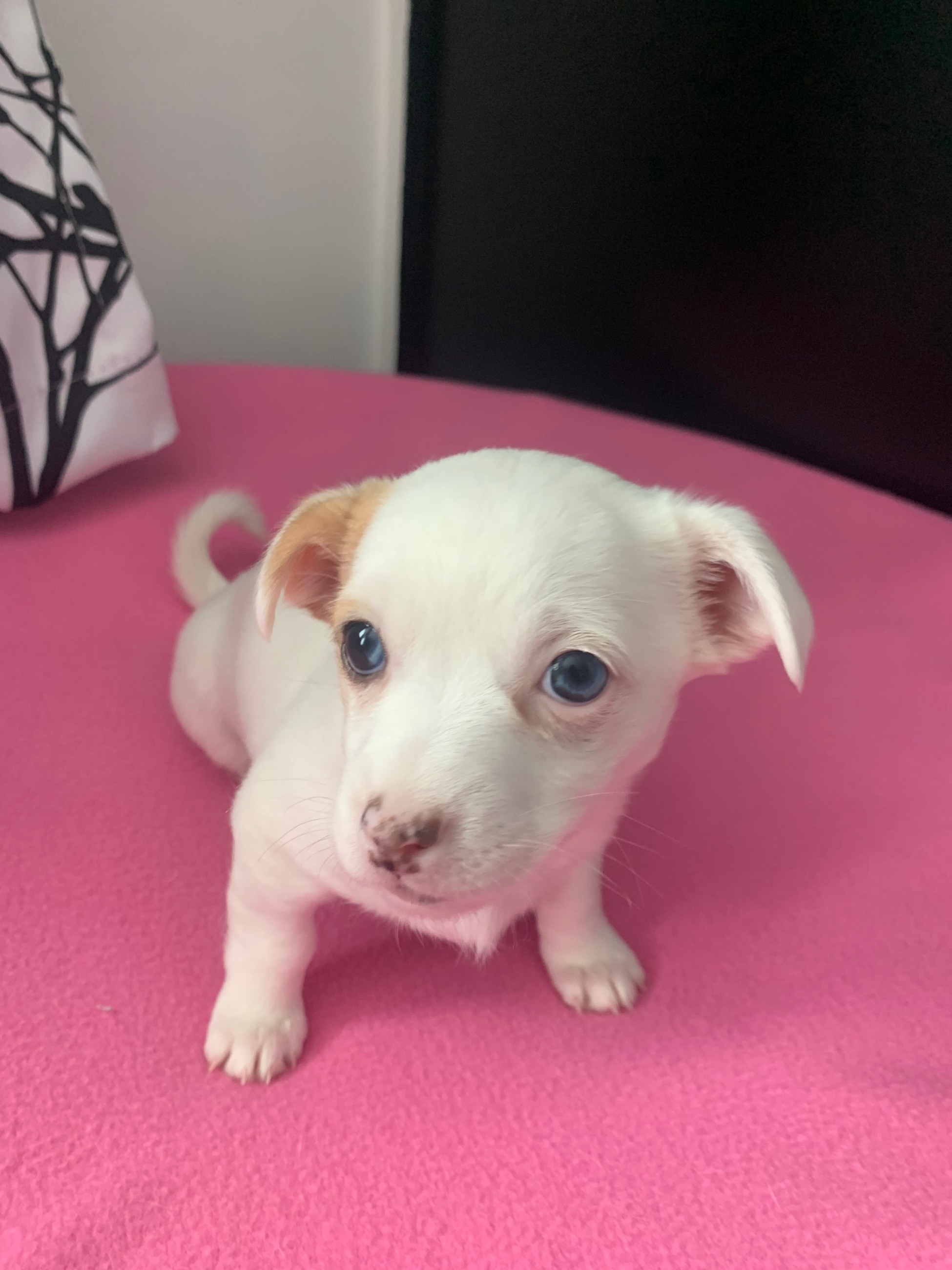 Photo of Merle Deer Head Chihuahua Female