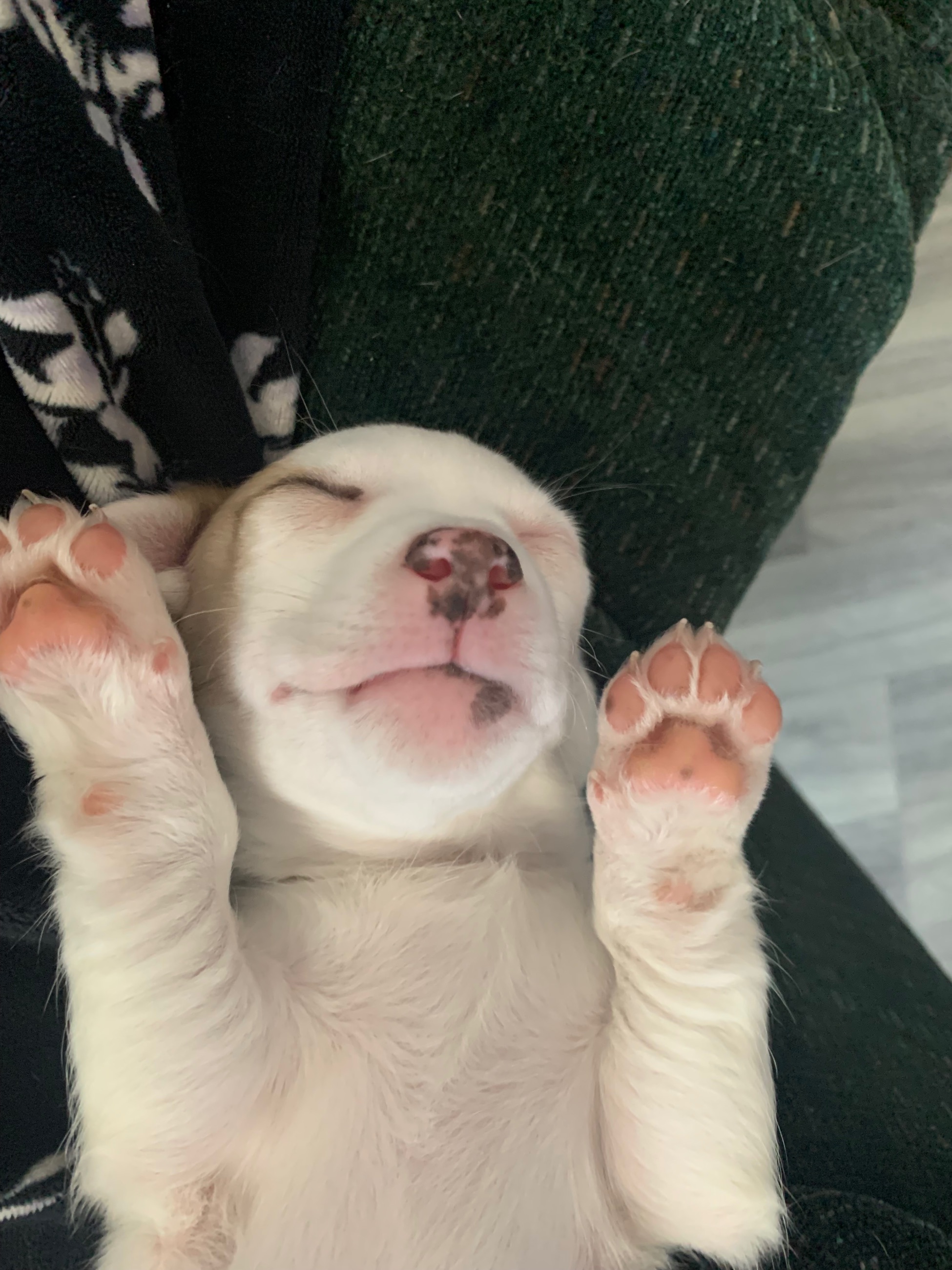 Photo of Merle Deer Head Chihuahua Female