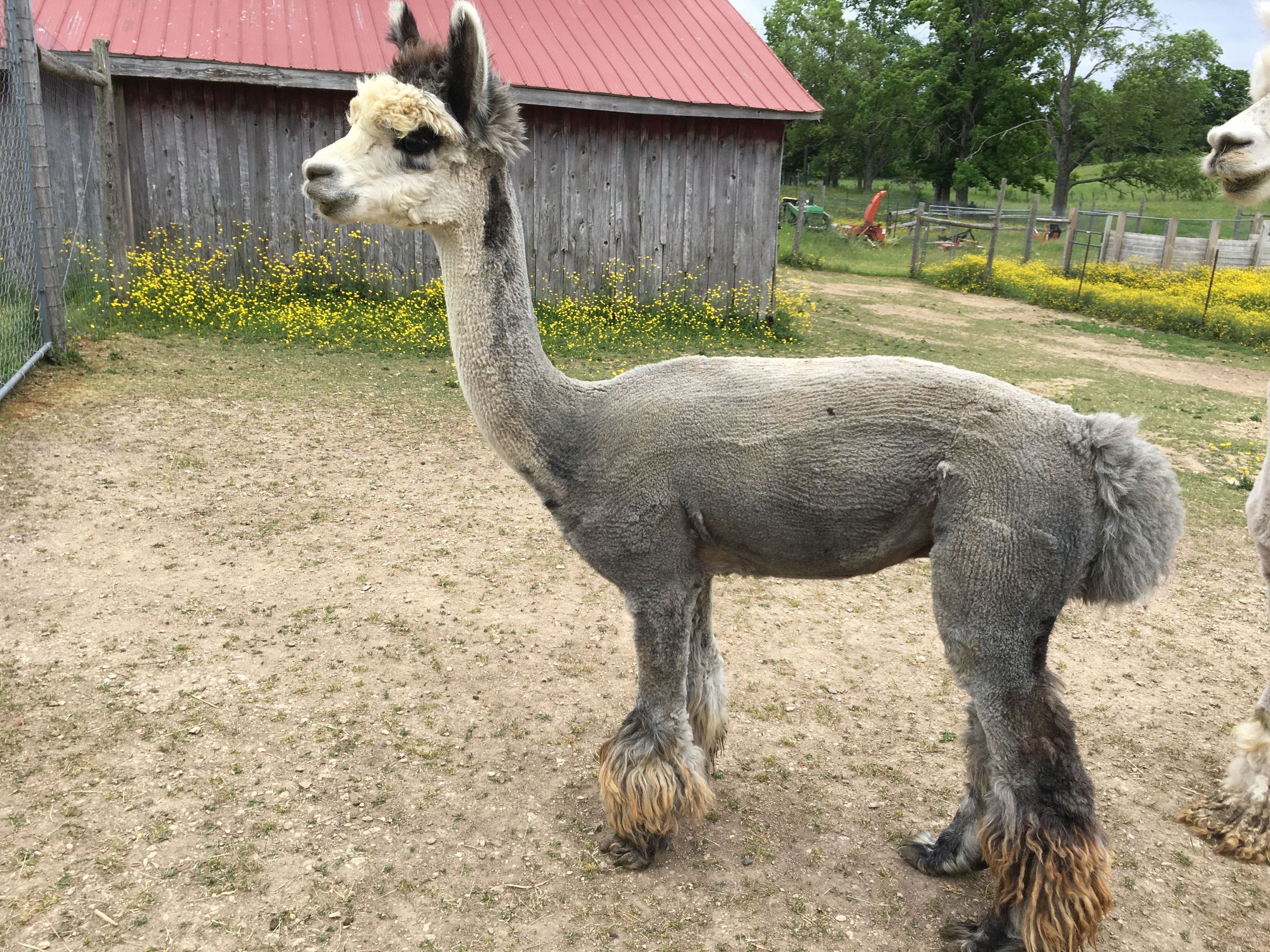 Photo of QUALITY ALPACA BREEDING STOCK FOR SALE !