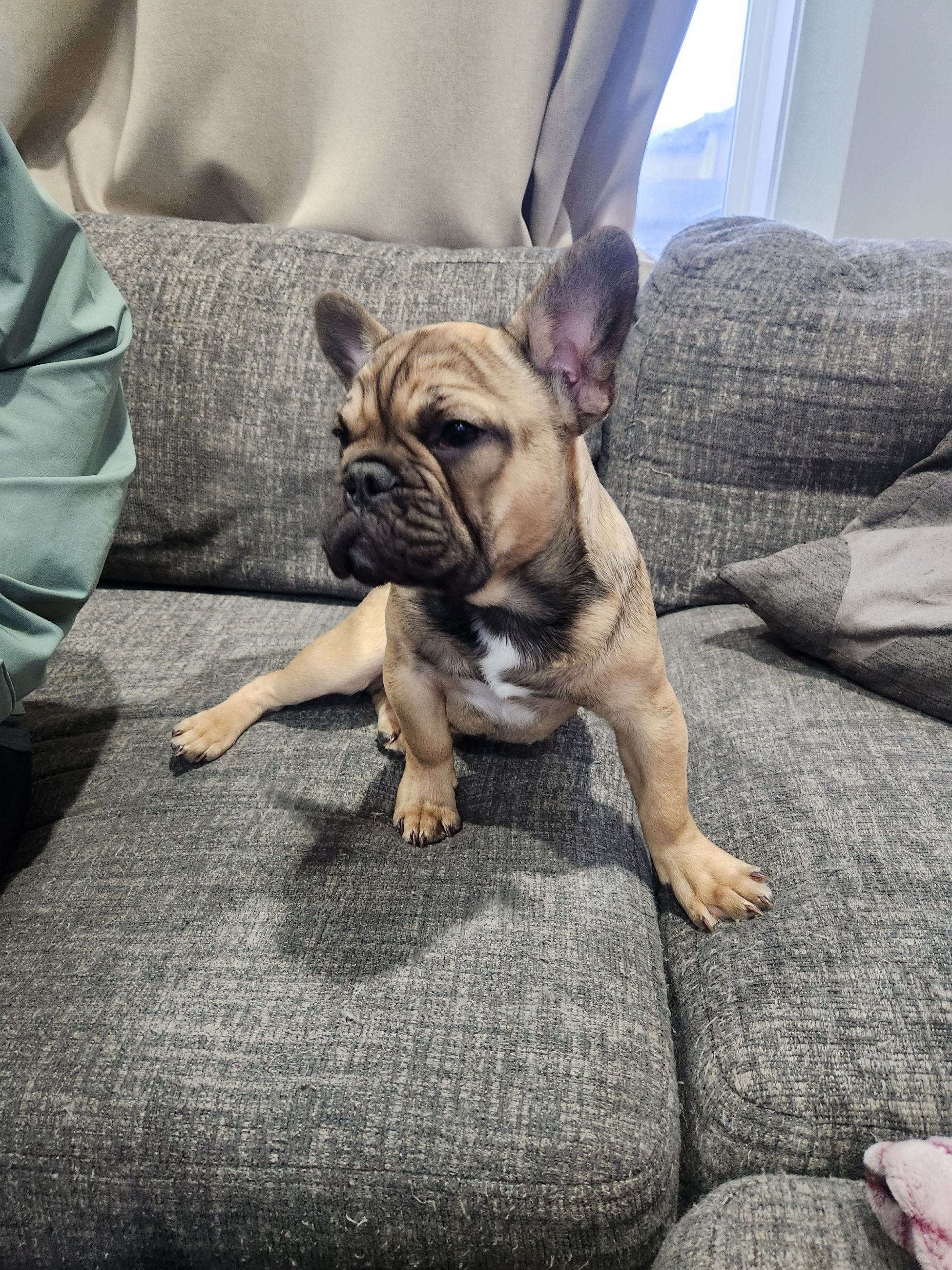 Photo of 1 Male - French Bulldog Puppy Left / Merle Bloodline