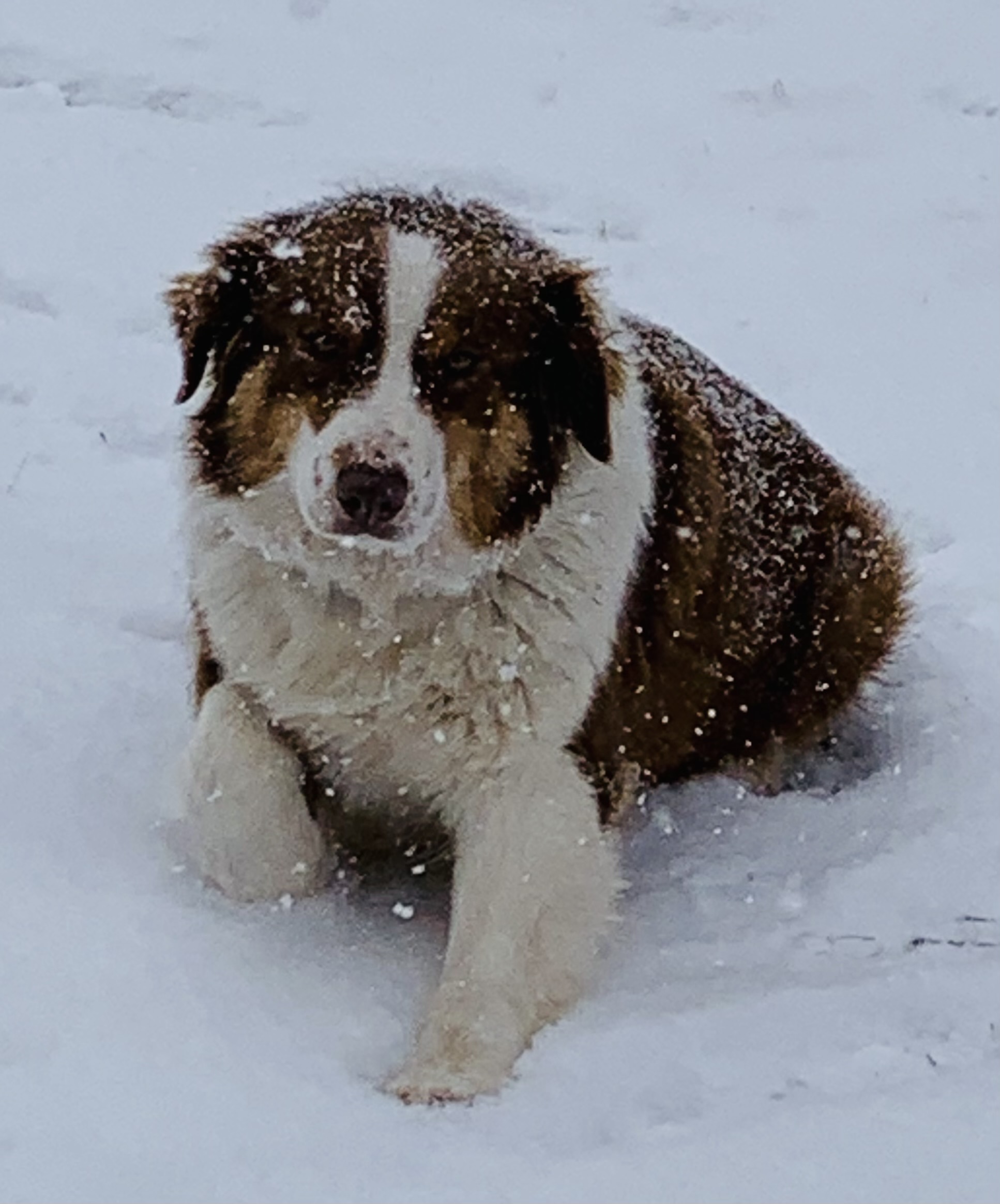 Photo of Australian Shepherd 