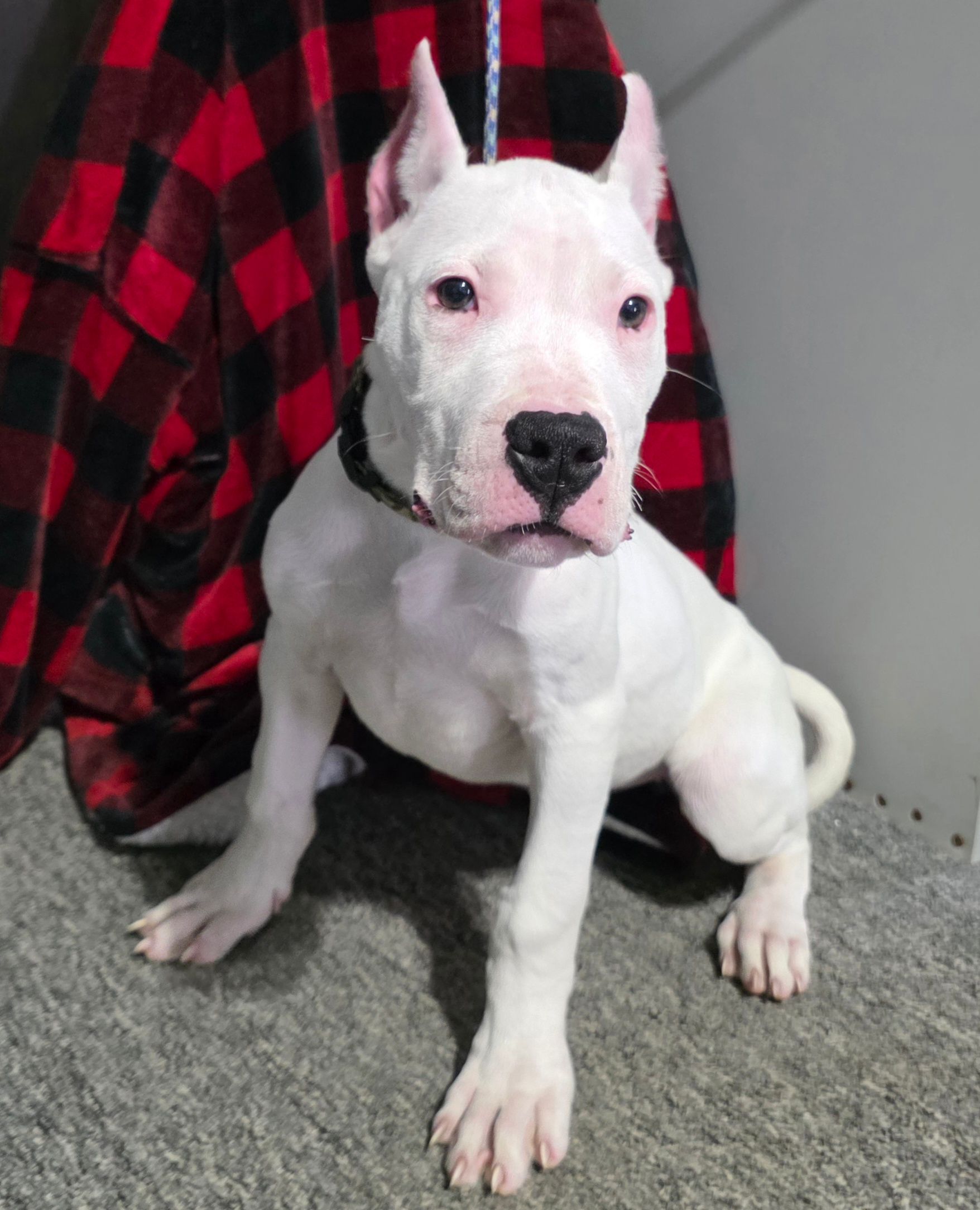 Photo of Dogo Argentino Puppies