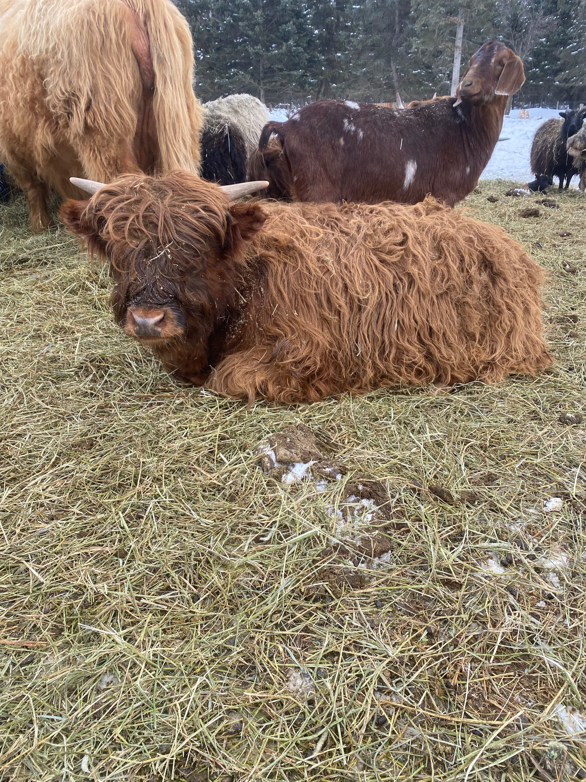 Photo of Highland hiefier for sale 