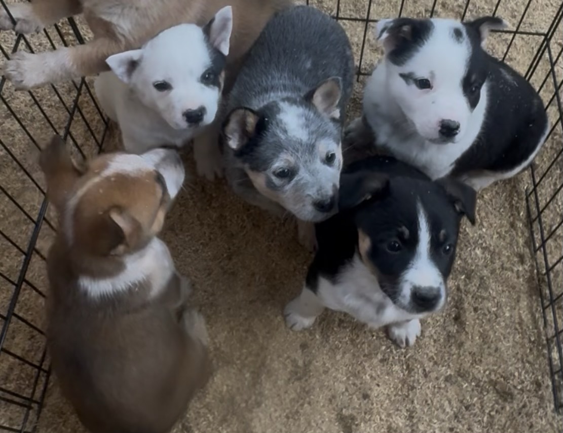 Photo of Heeler Puppies