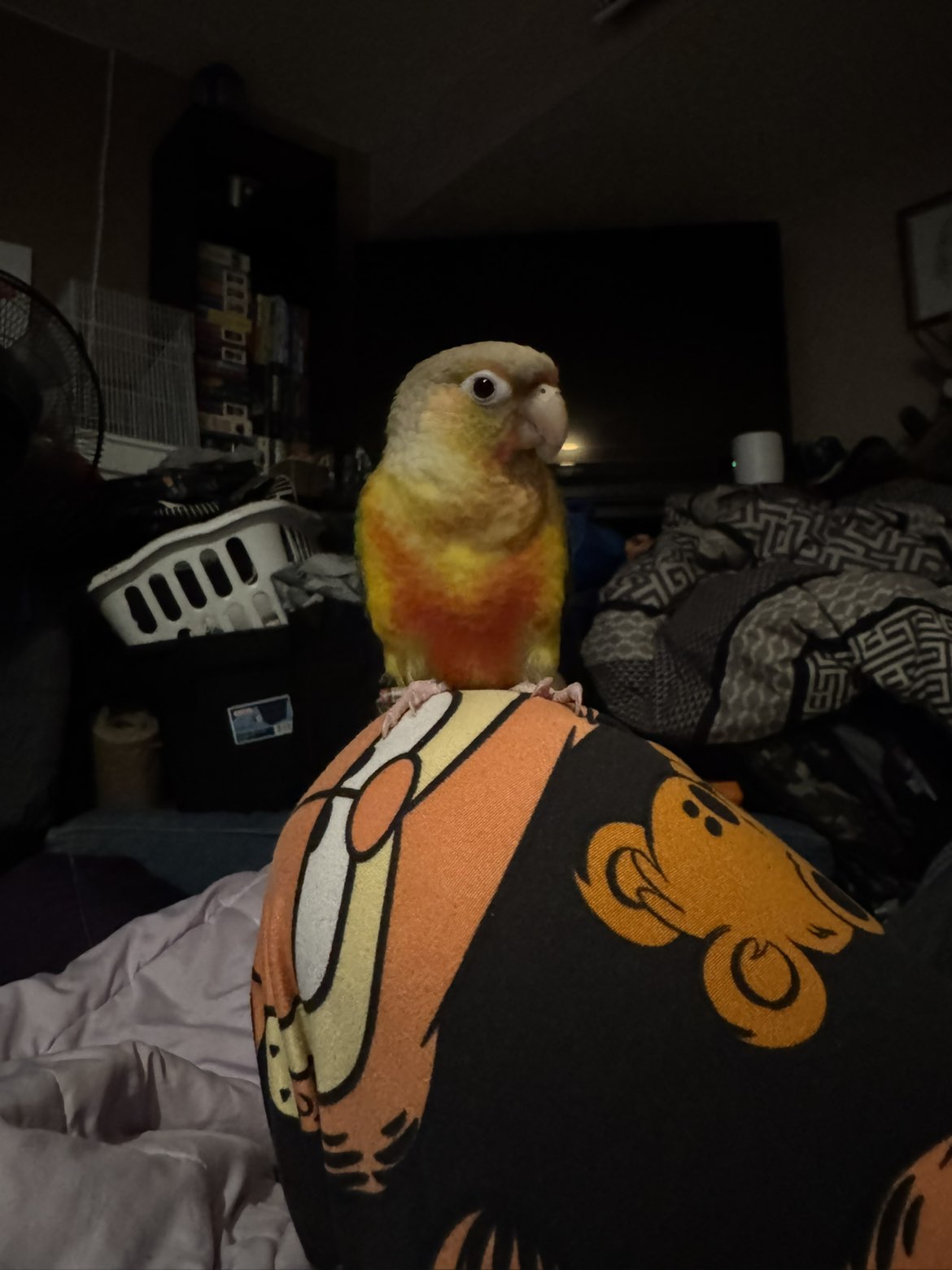 Photo of Pineapple conure