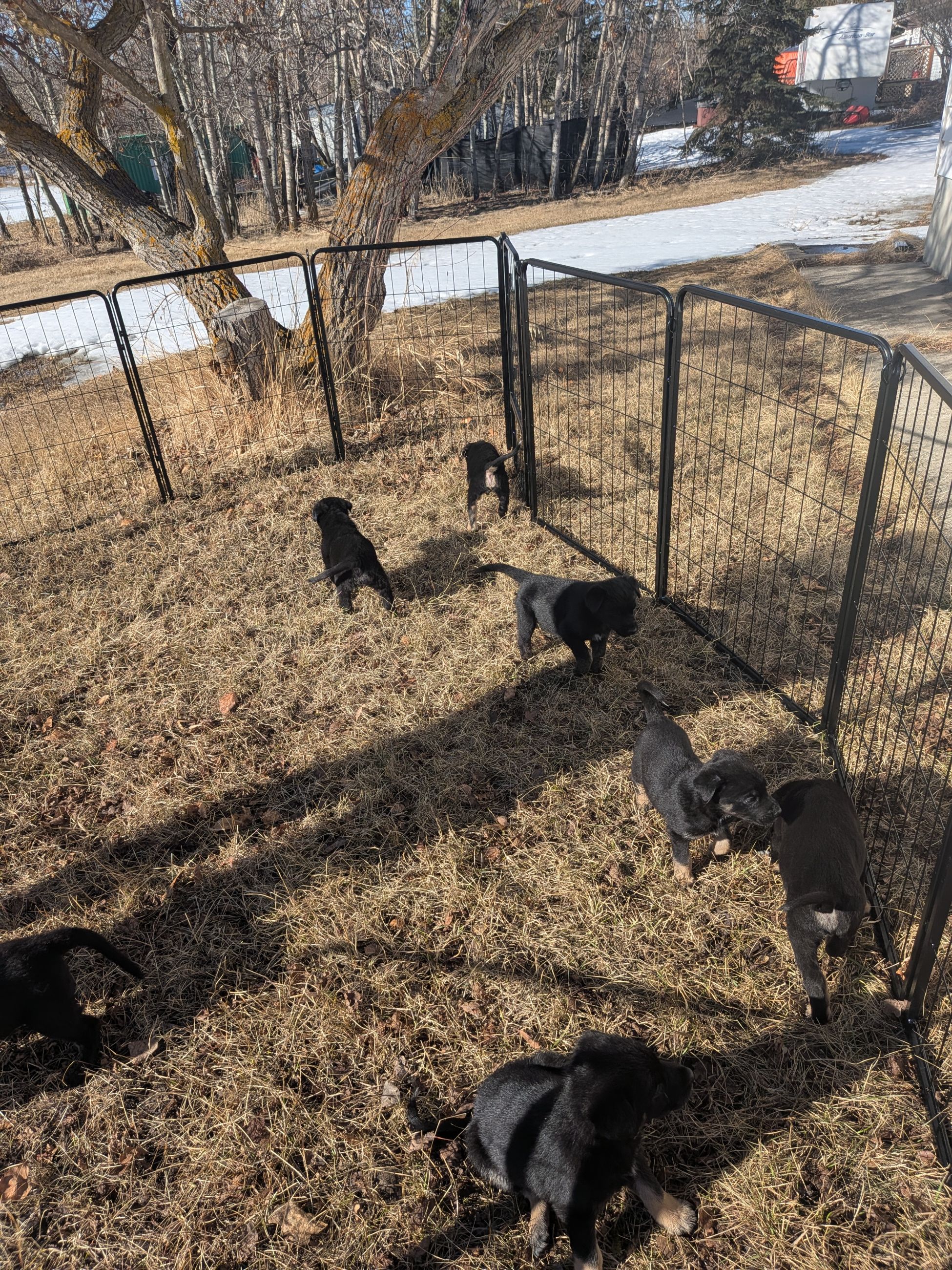 Photo of Adorable Borador x German Shepherd Puppies