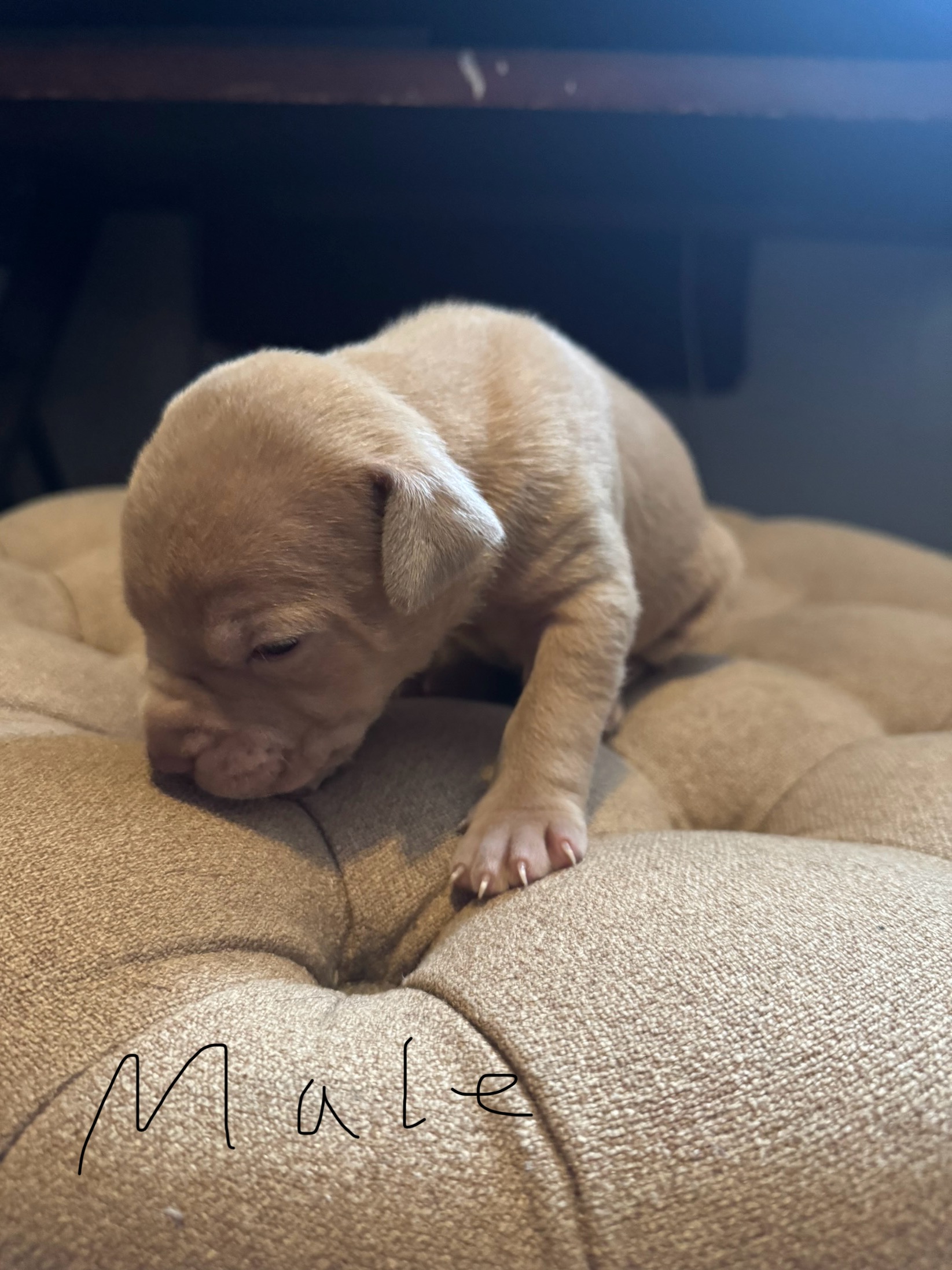 Photo of Cane Corso X Bully puppies 