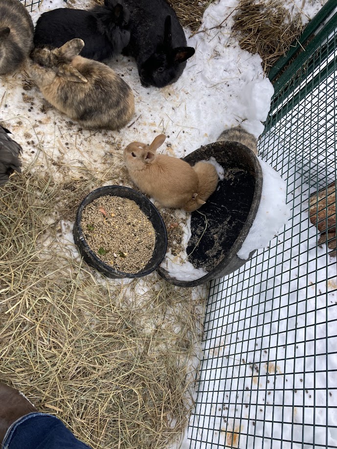 Photo of Baby Bunny Rabbits for Sale just in time for Easter!