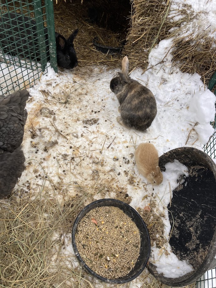 Photo of Baby Bunny Rabbits for Sale just in time for Easter!