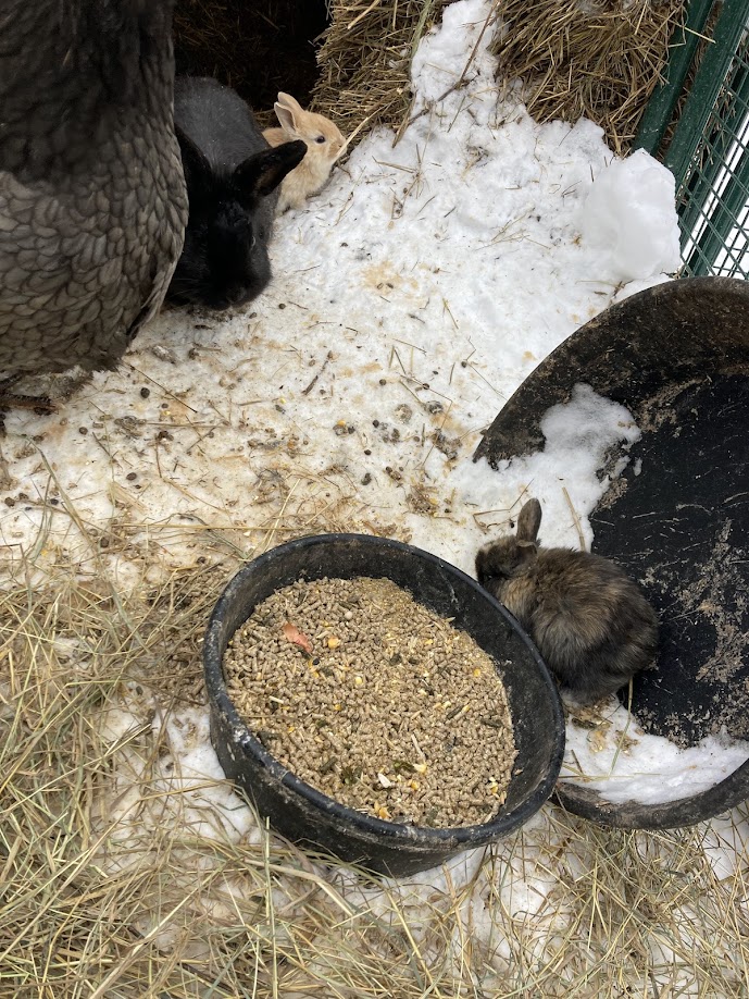 Photo of Baby Bunny Rabbits for Sale just in time for Easter!