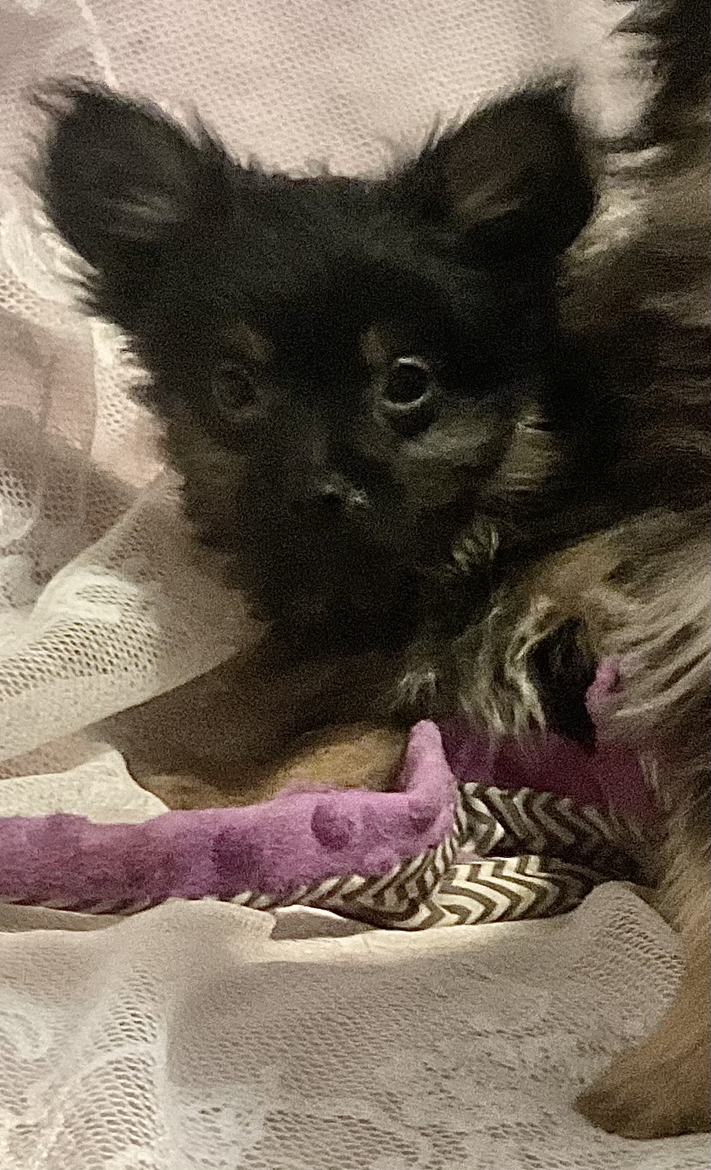 Photo of Tiny Pom/Yorkie Puppies! 