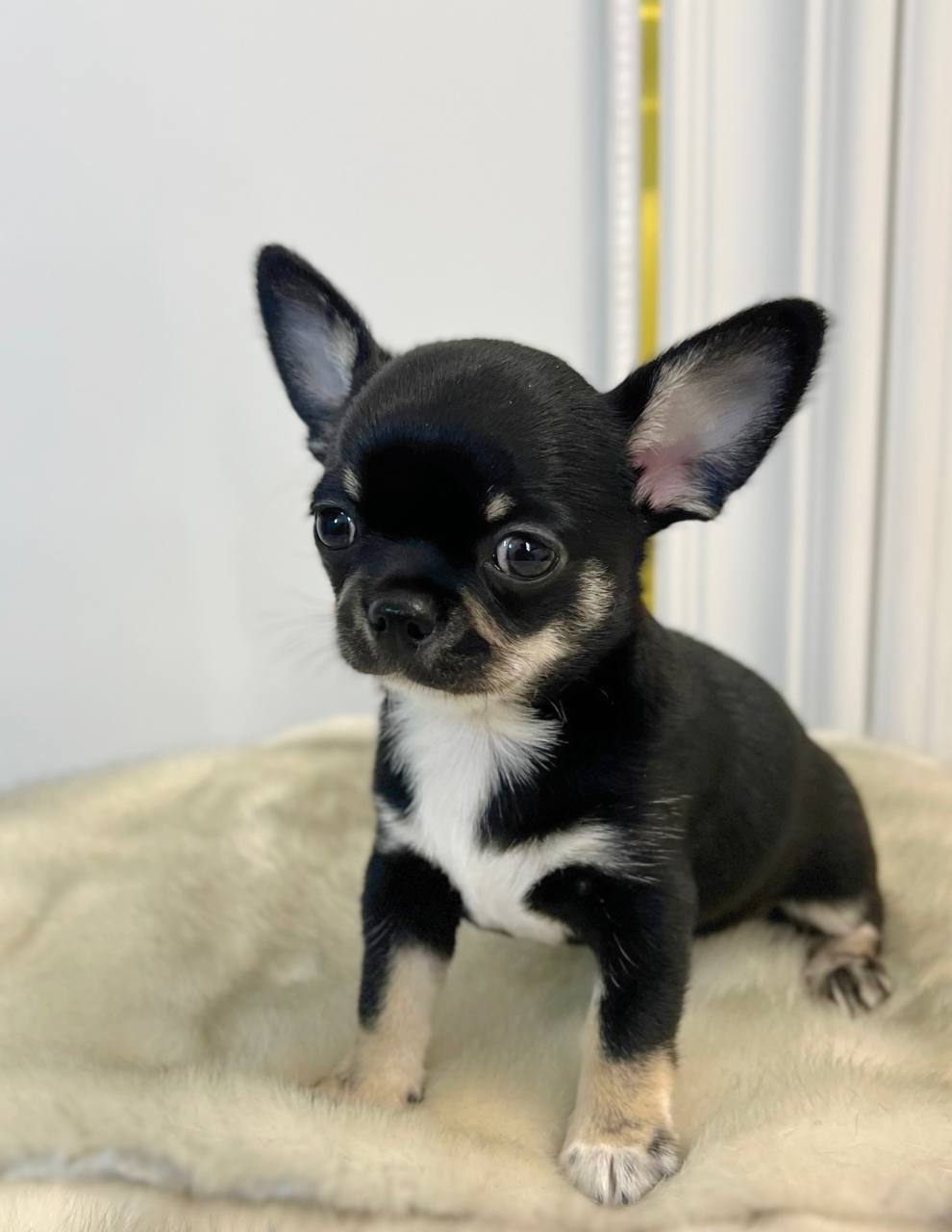 Photo of Chihuahua puppy 