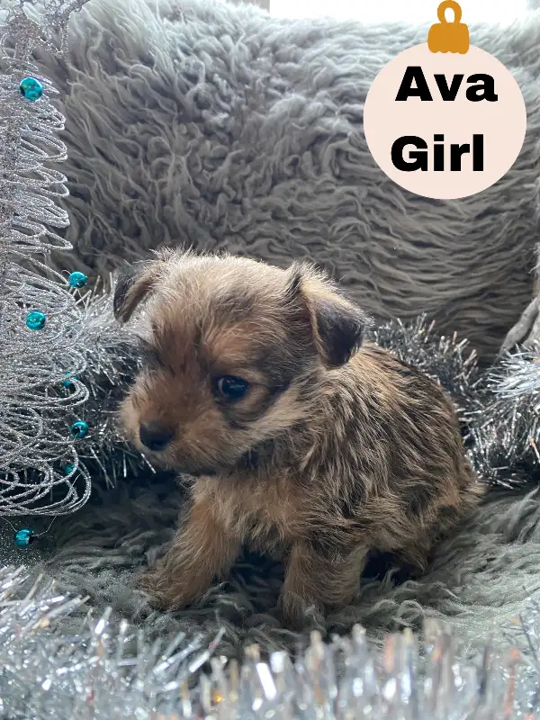Photo of Adorable Shorkie Poo Puppies Ready for Christmas! 