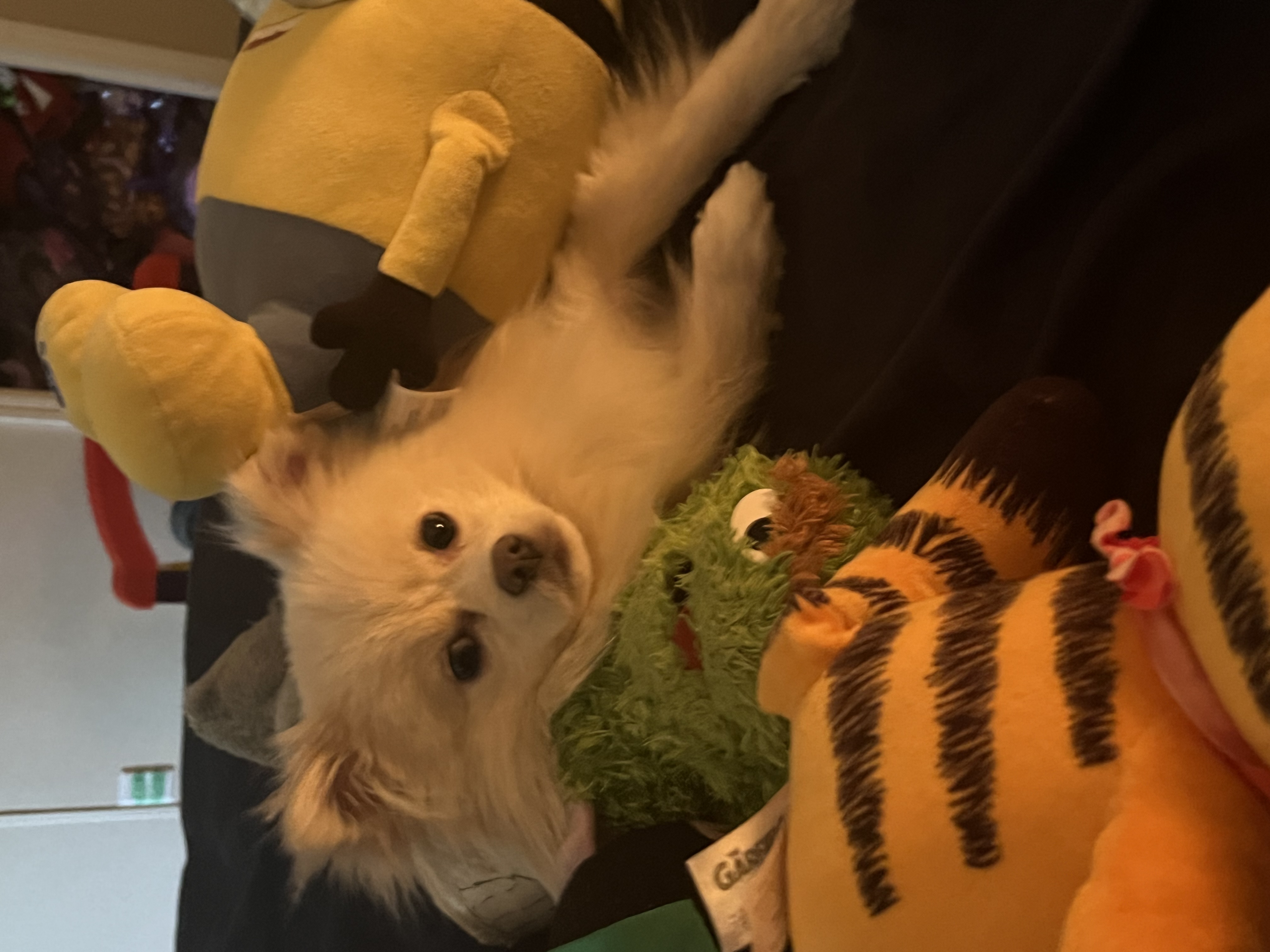 Photo of ❤️Beautiful Toy Pom for stud service !! ❤️