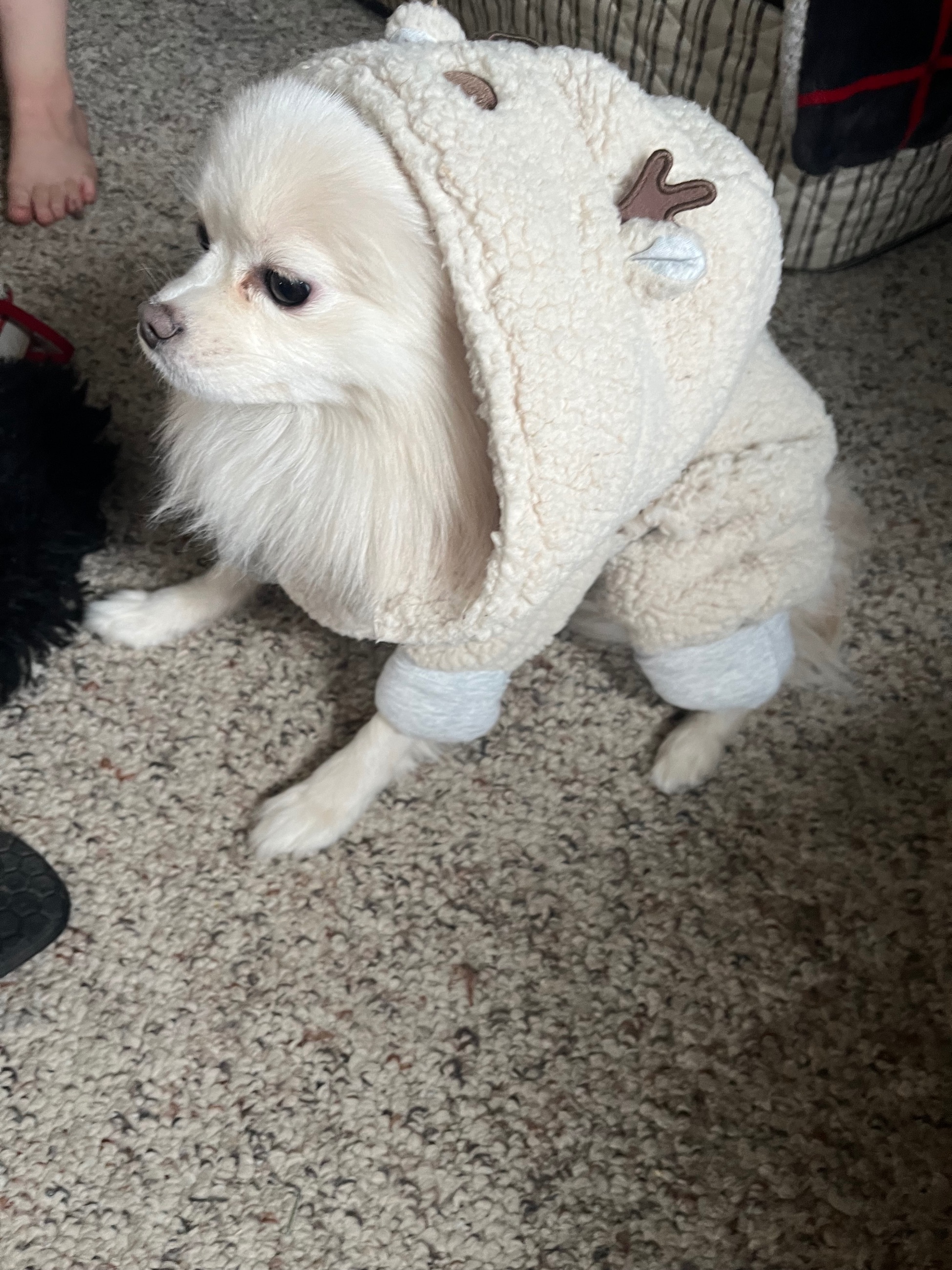 Photo of ❤️Beautiful Toy Pom for stud service !! ❤️