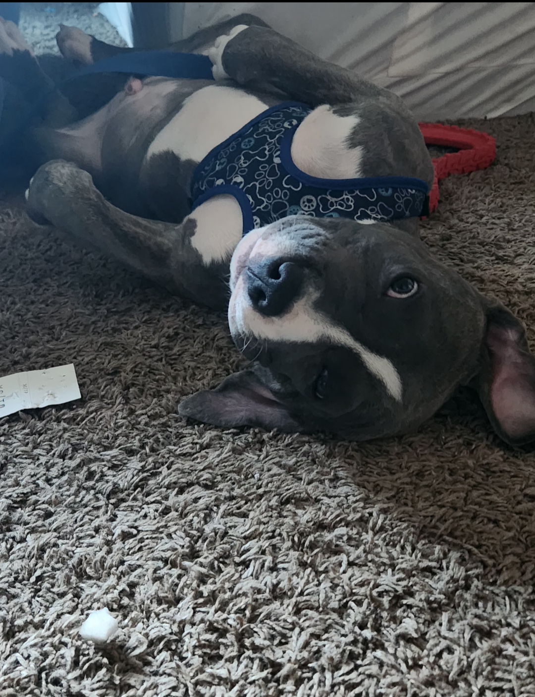 Photo of American Staffordshire Bluenose Pitbull purebred