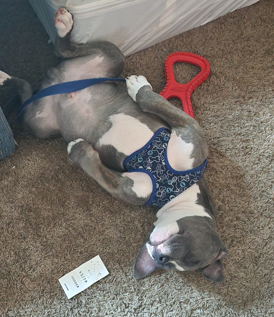 Photo of American Staffordshire Bluenose Pitbull purebred