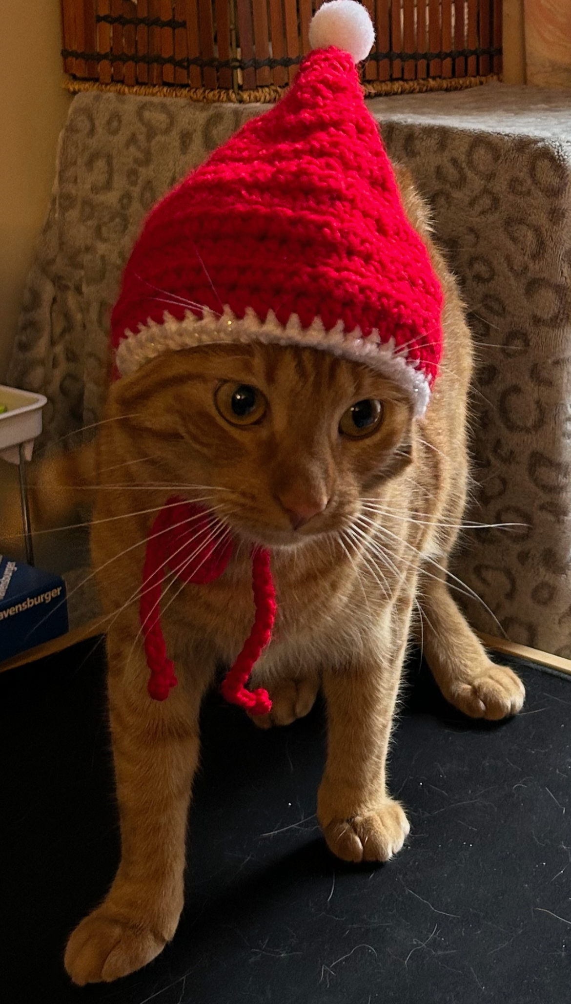 Photo of FEMALE ORANGE TABBY 