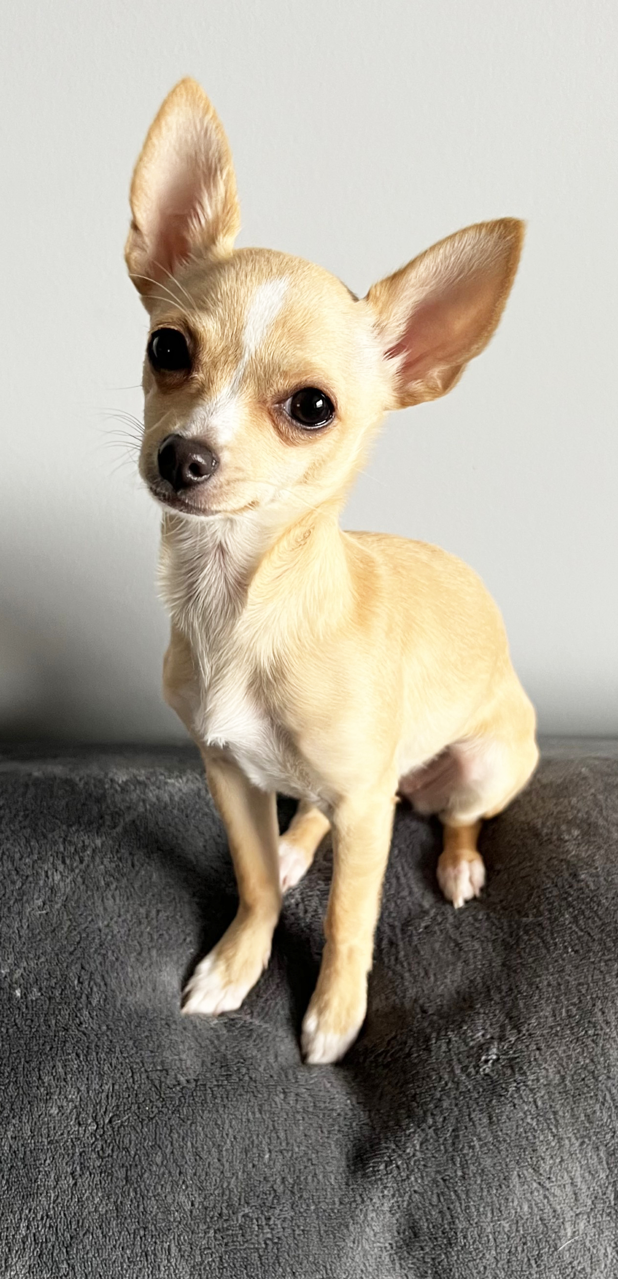 Photo of SWEET NATURED CHIHUAHUAS BREEDER