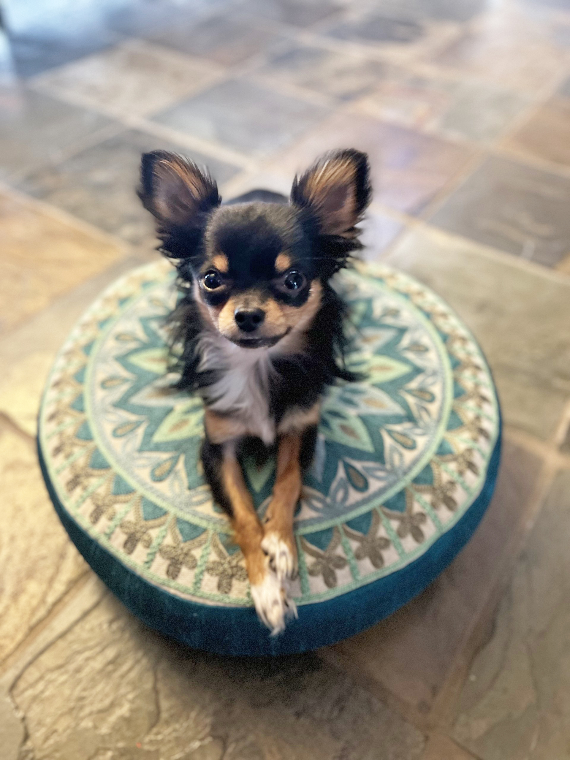 Photo of SWEET NATURED CHIHUAHUAS BREEDER