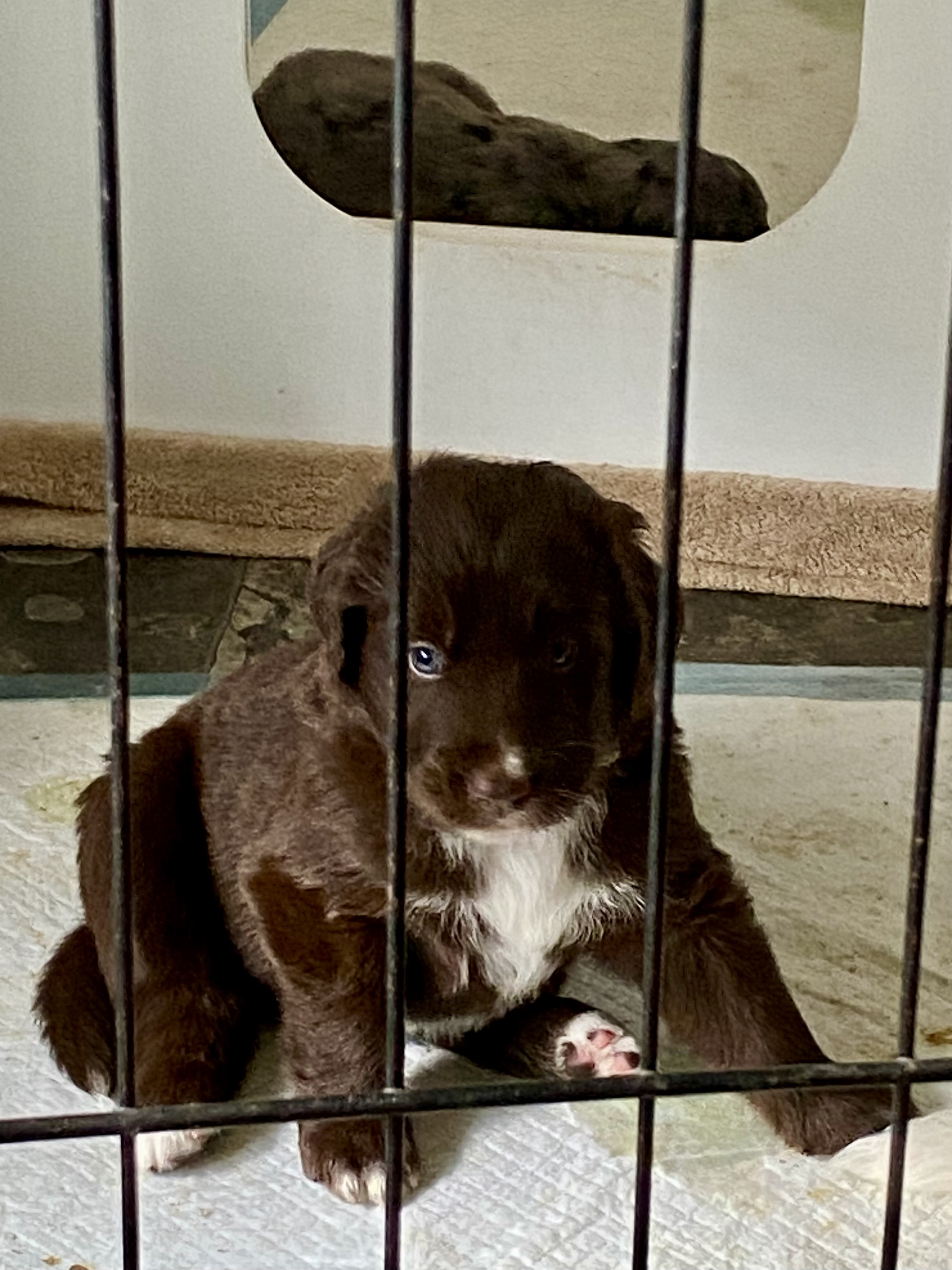 Photo of GoldenAussieDoodles