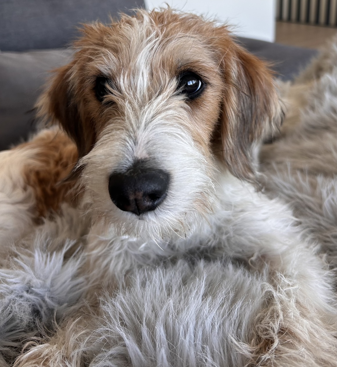 Photo of Reduced: Aussiedoodle 2 left