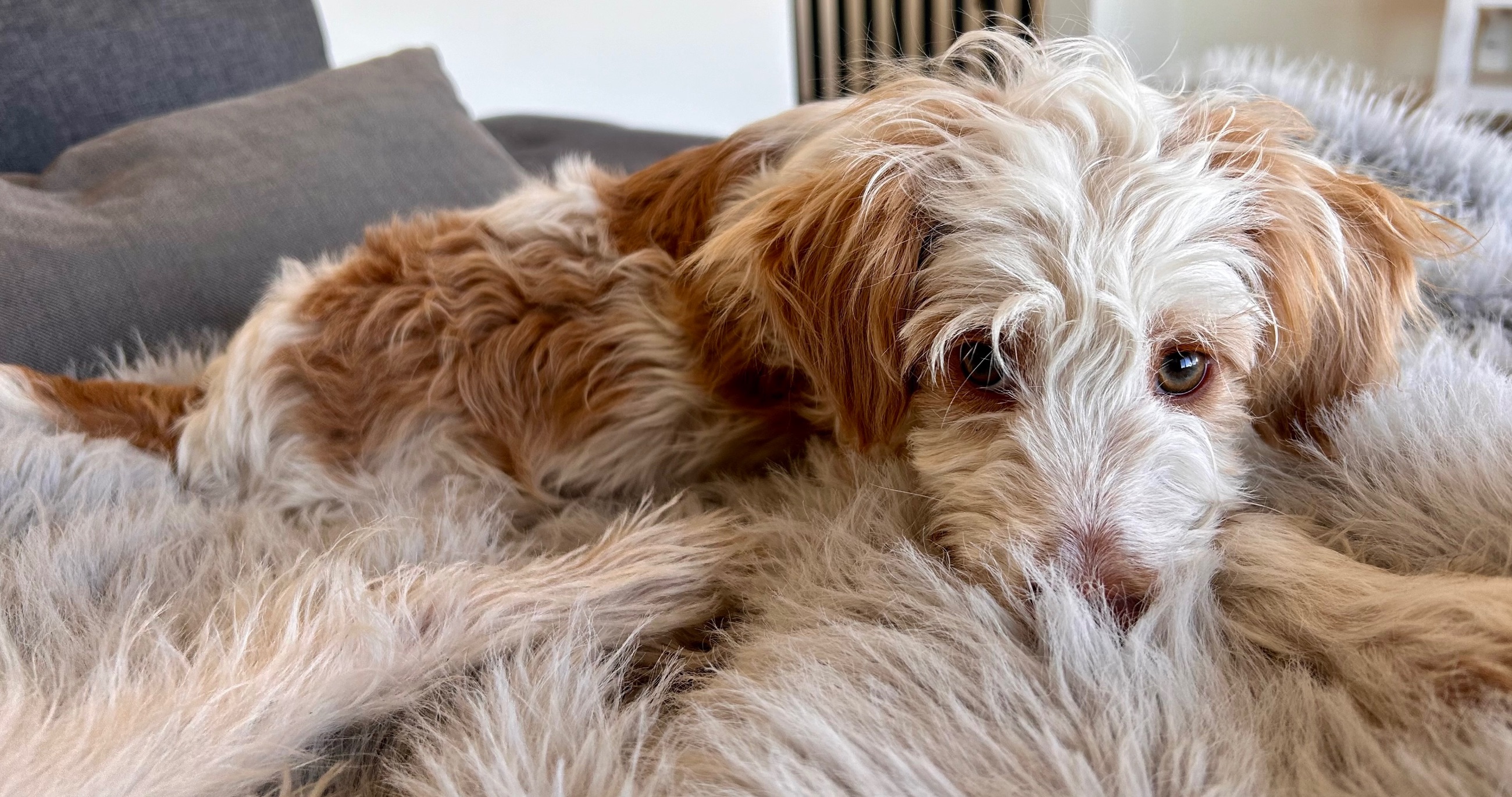 Reduced: Aussiedoodle 2 left - 4 - 1762273528234_D148148C-5E99-46CA-BC0E-CF7C1BA6BAD4