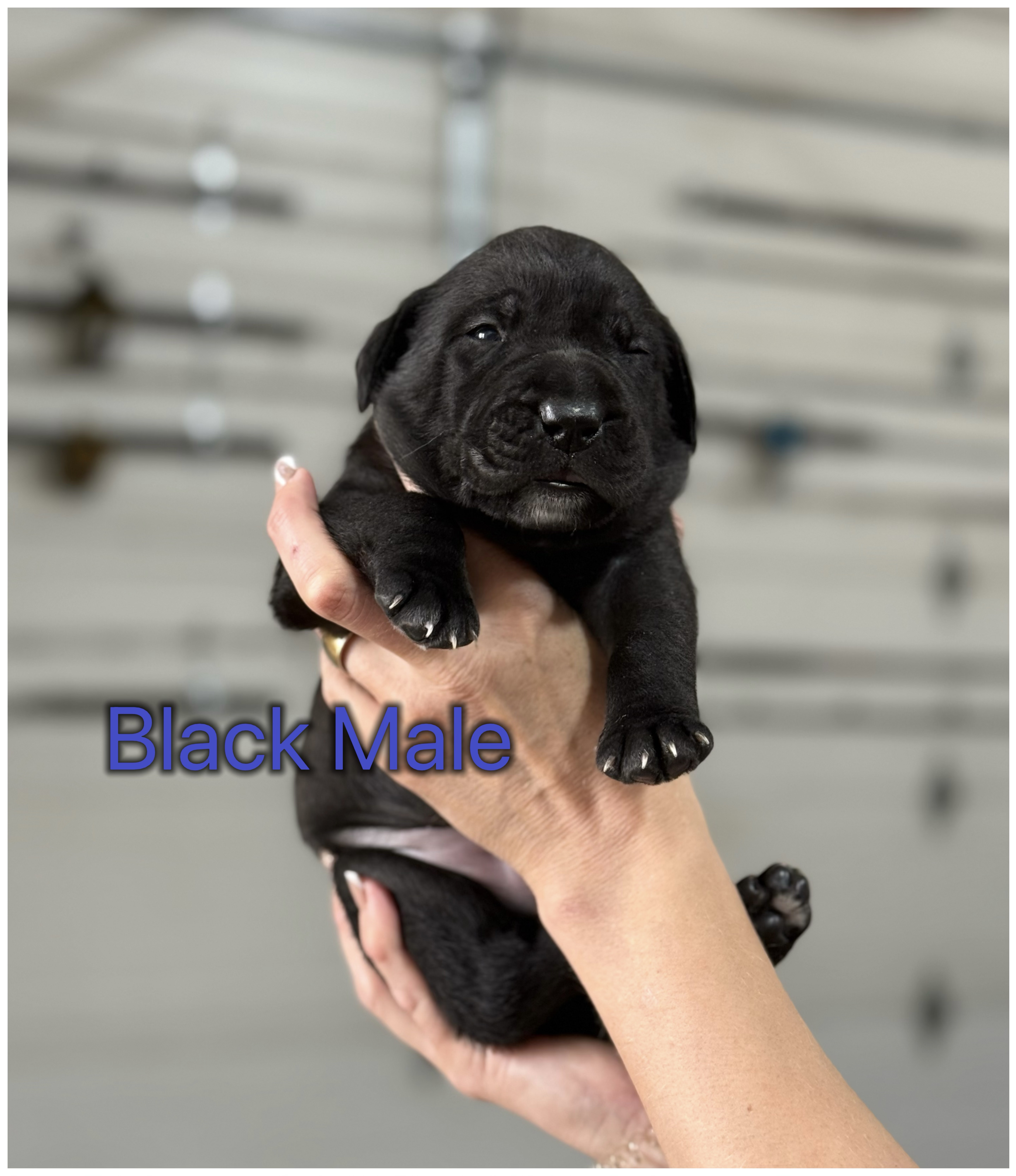 Cane Corso puppies - 4 - 1751772136773_IMG_8869