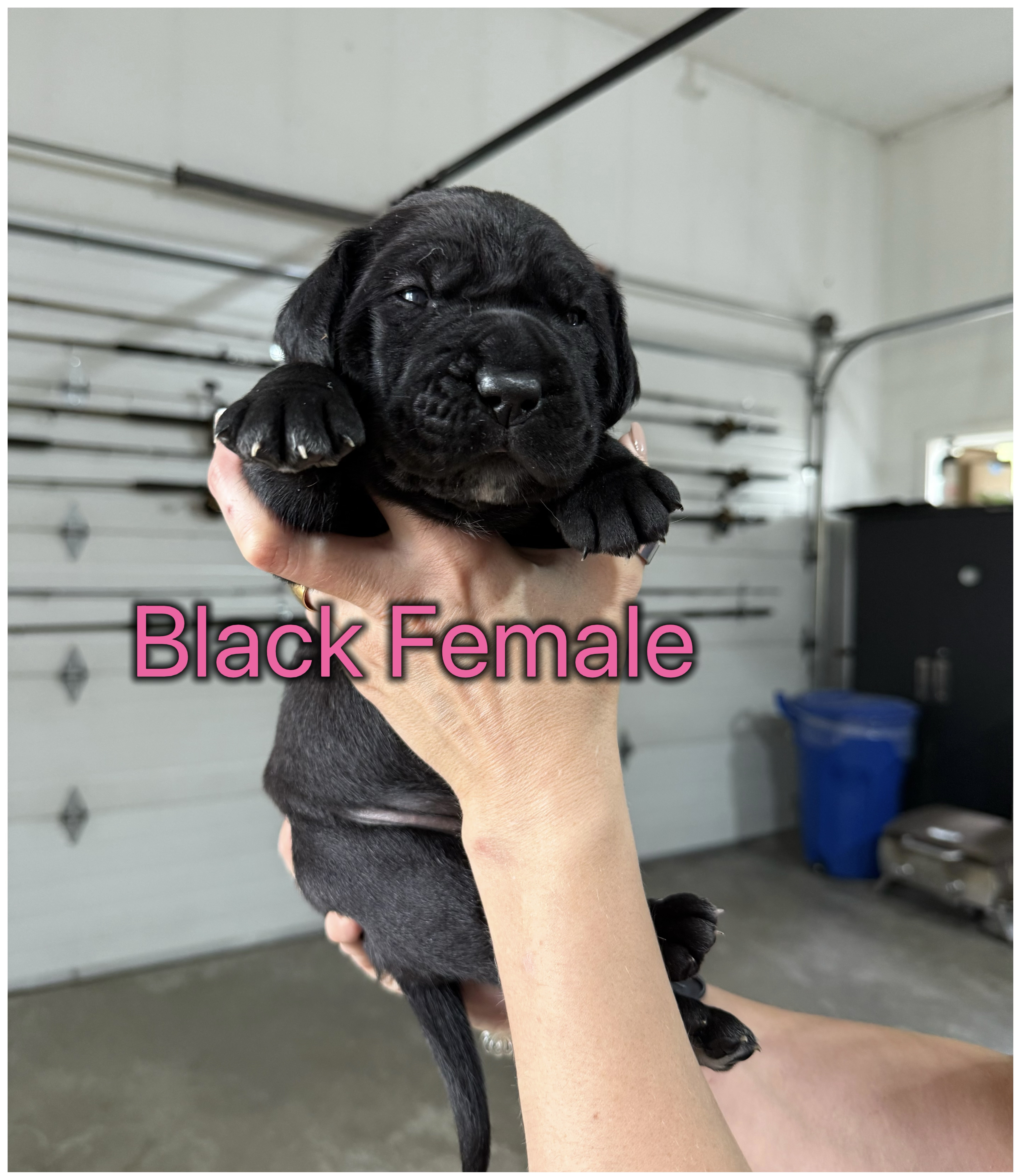 Photo of Cane Corso puppies
