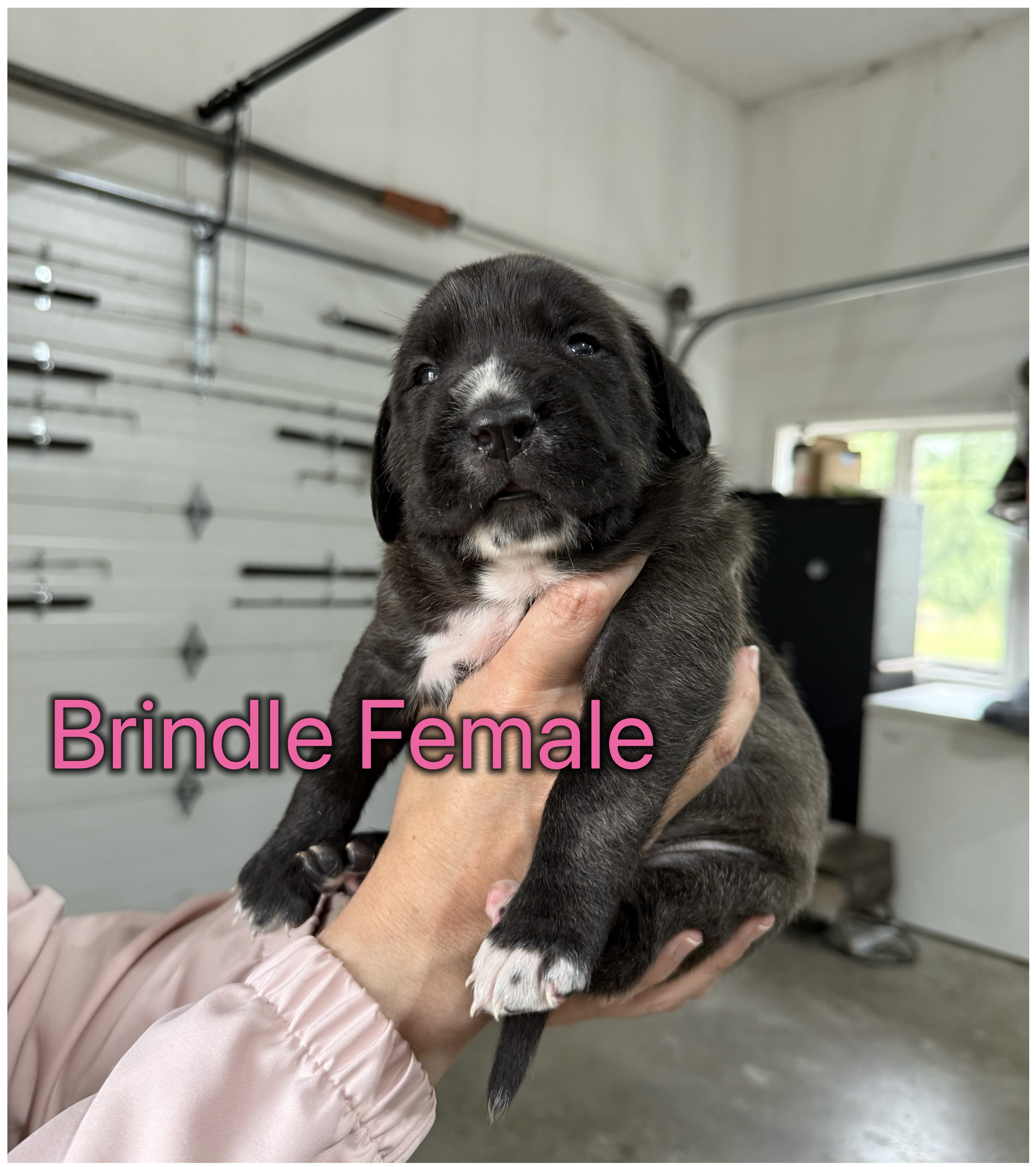 Photo of Cane Corso puppies
