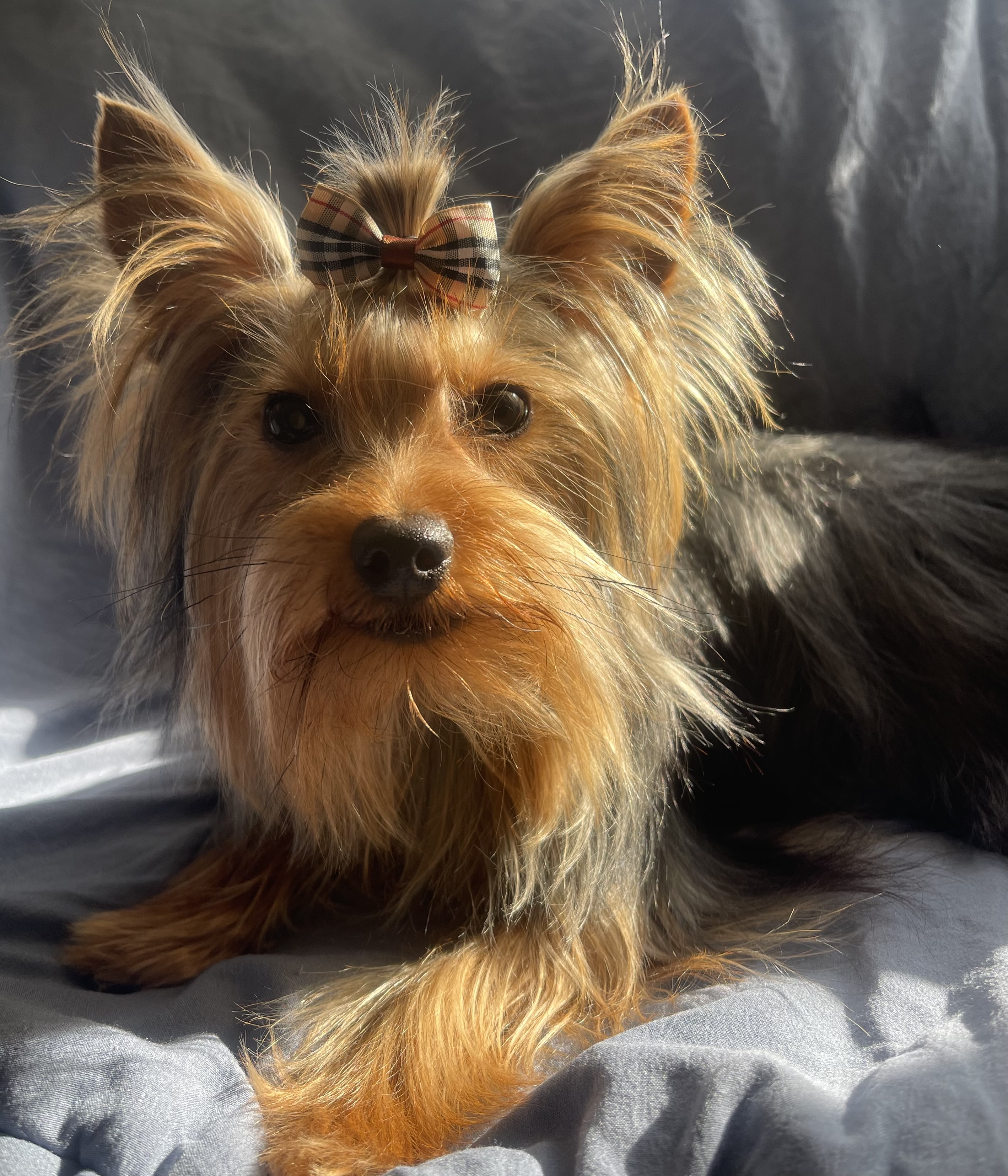 Photo of Traditional Yorkshire Terrier for STUD