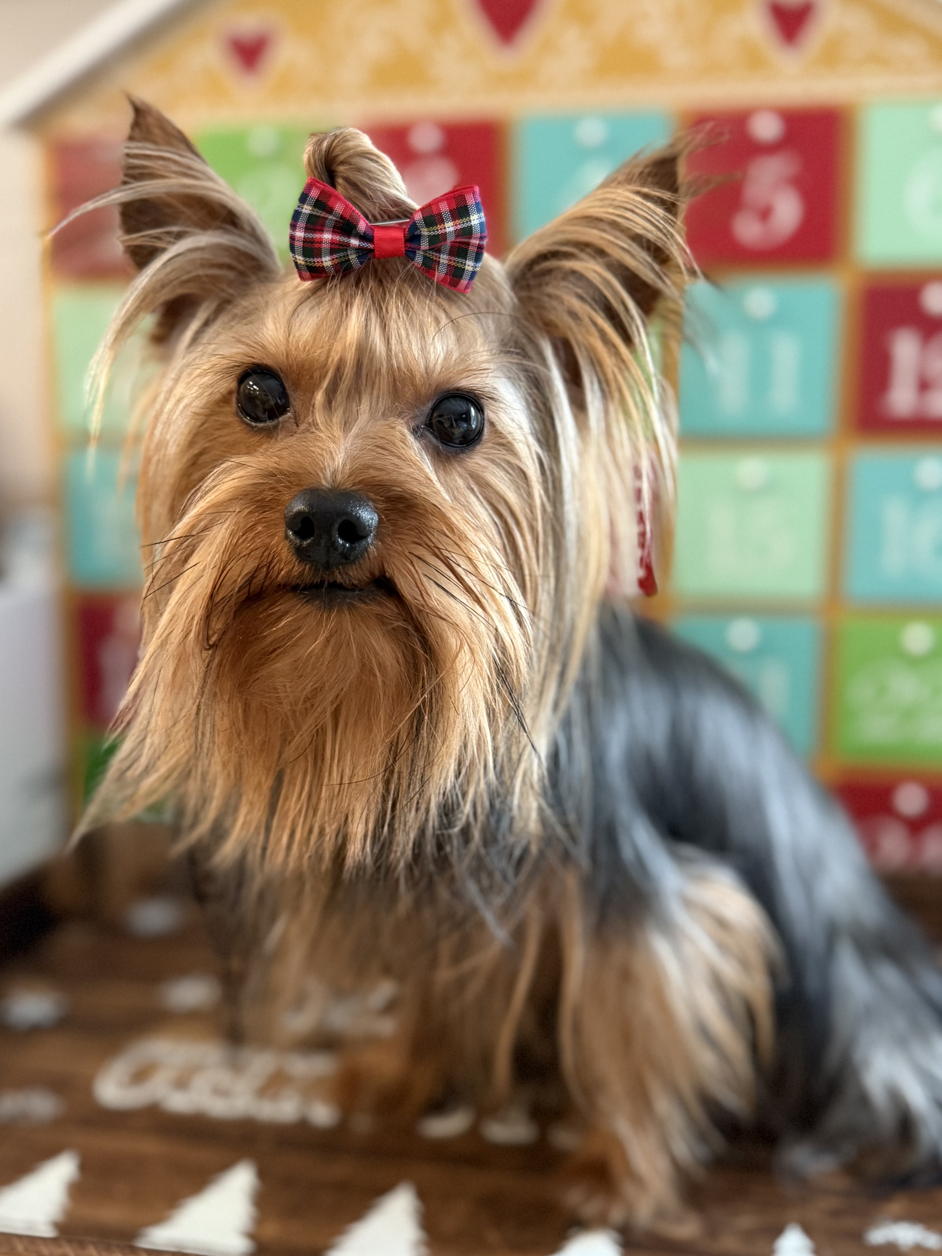 Photo of Traditional Yorkshire Terrier for STUD