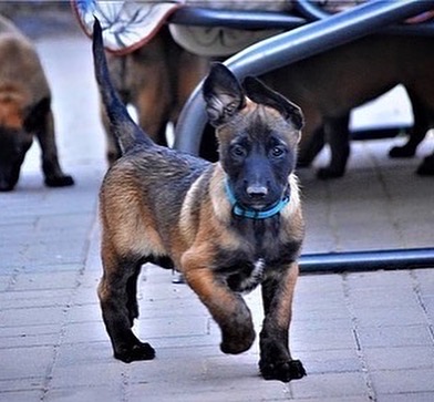 Photo of Malinois puppies for sale