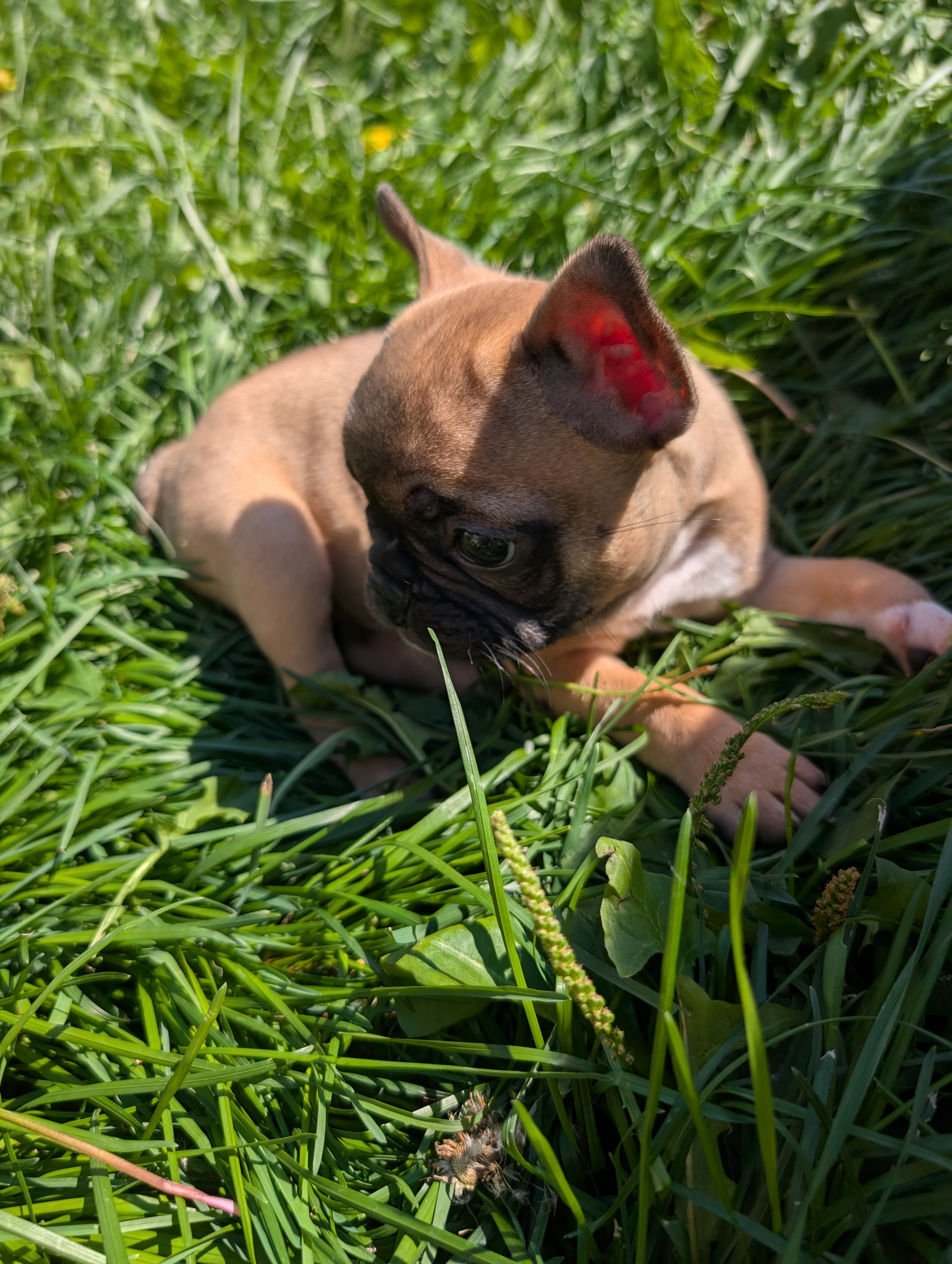 Photo of French bulldog puppy