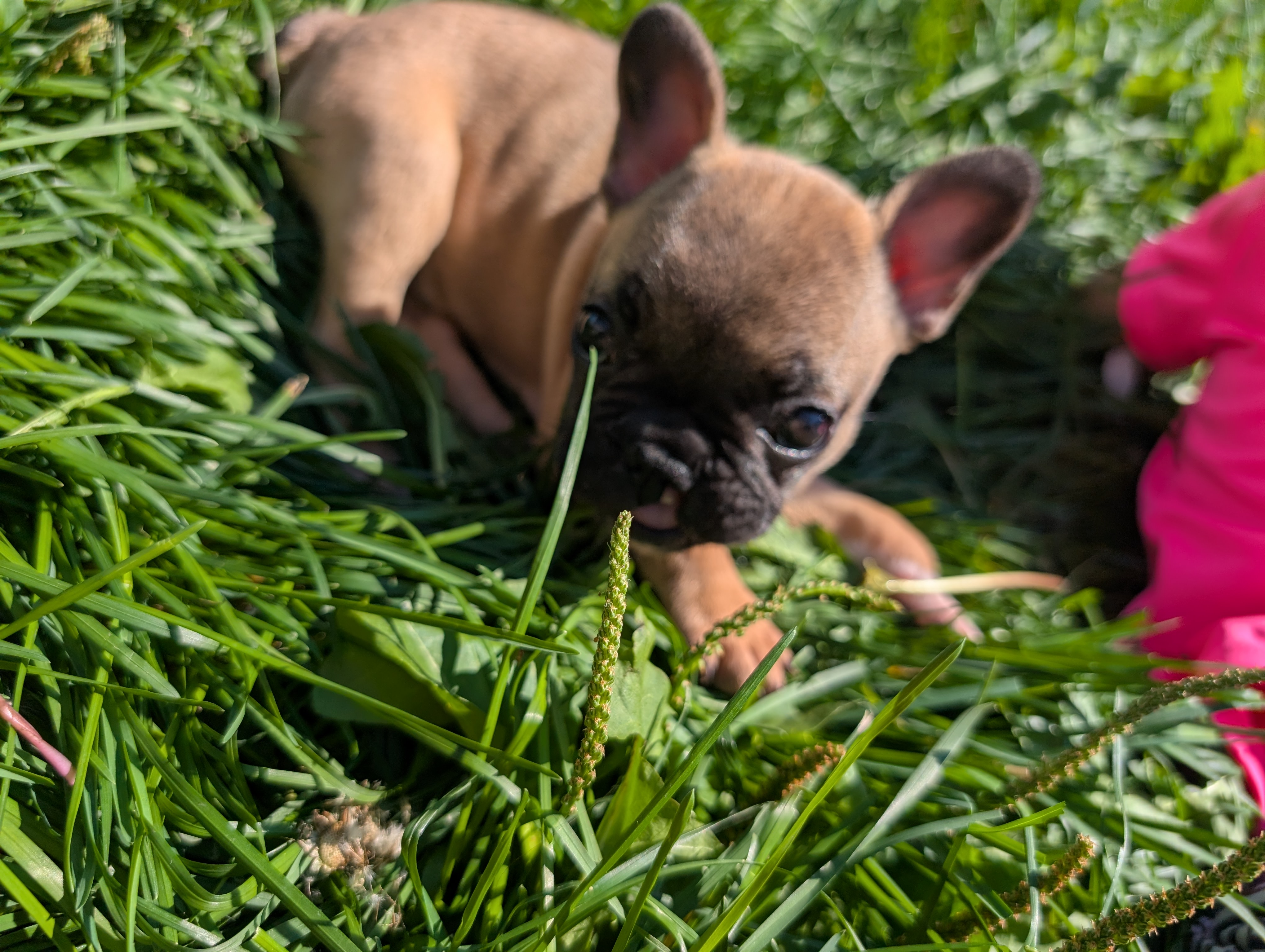 Photo of French bulldog puppy