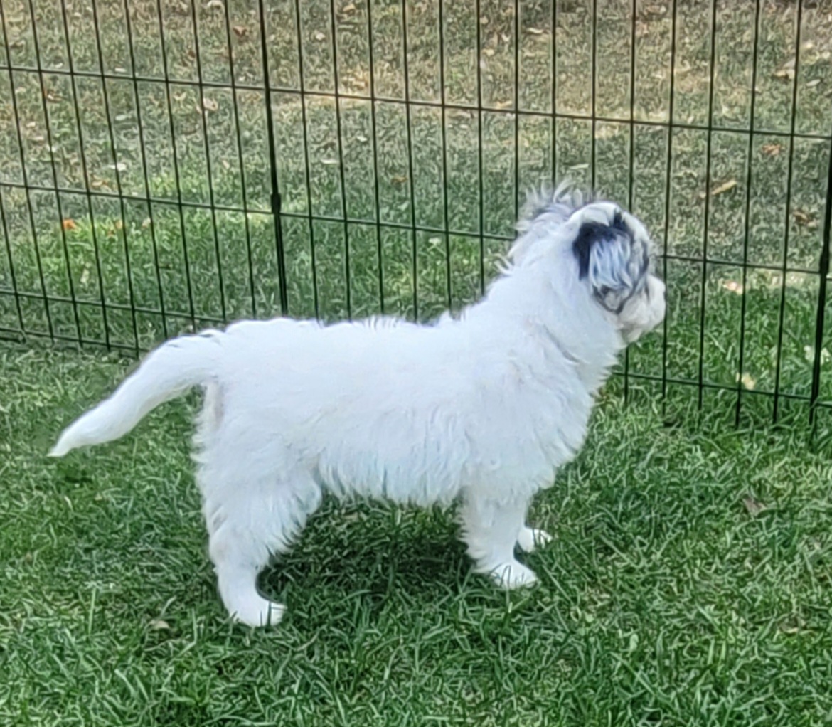 Photo of Two Boy Puppies