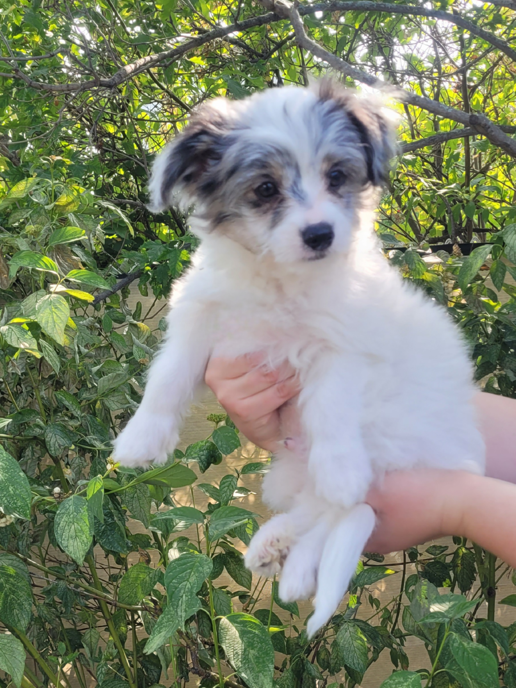Photo of Two Boy Puppies