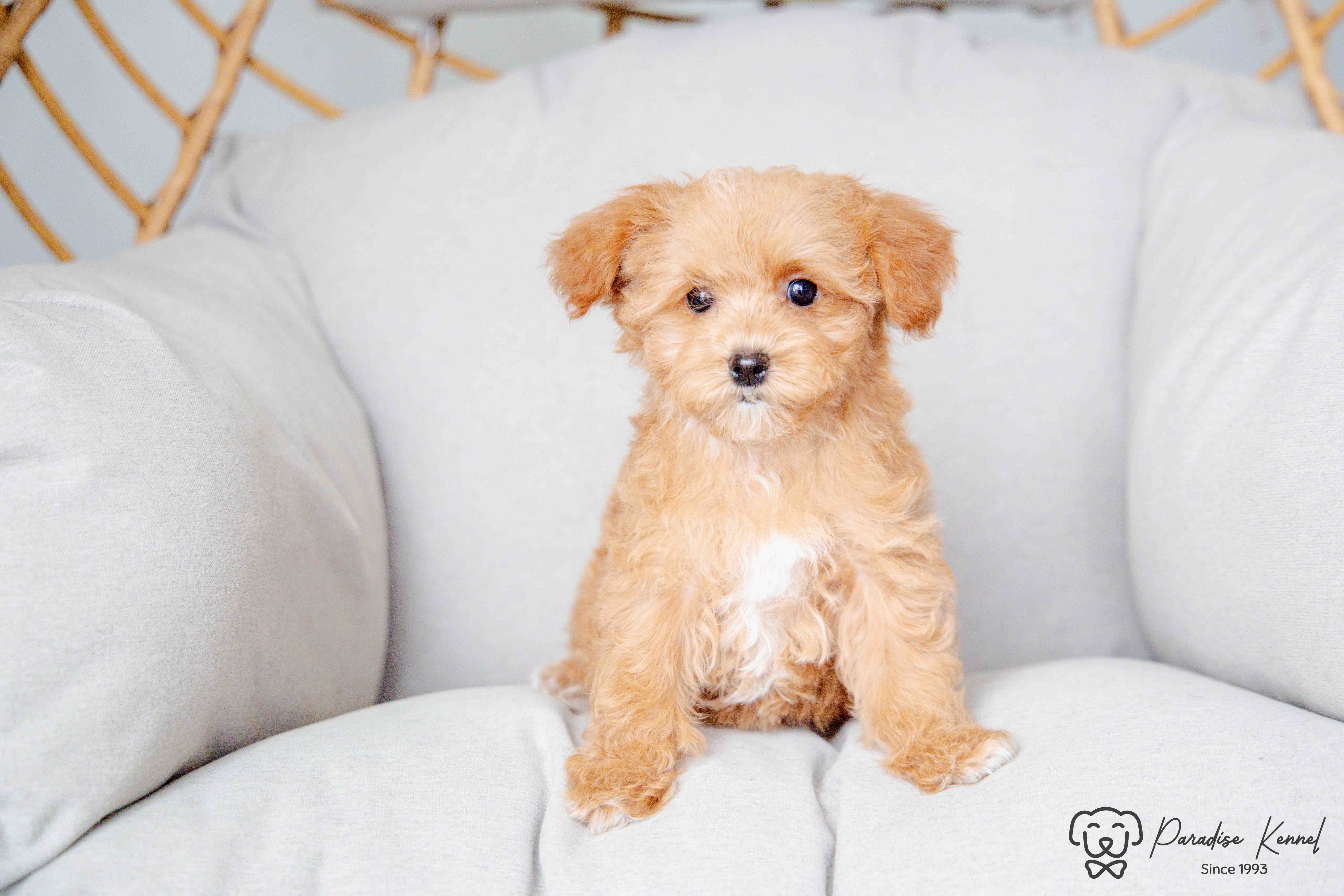 Photo of ❤️ Maltipoo (Maltese X Poodle) Puppies ❤️ Financing 0% ❤️