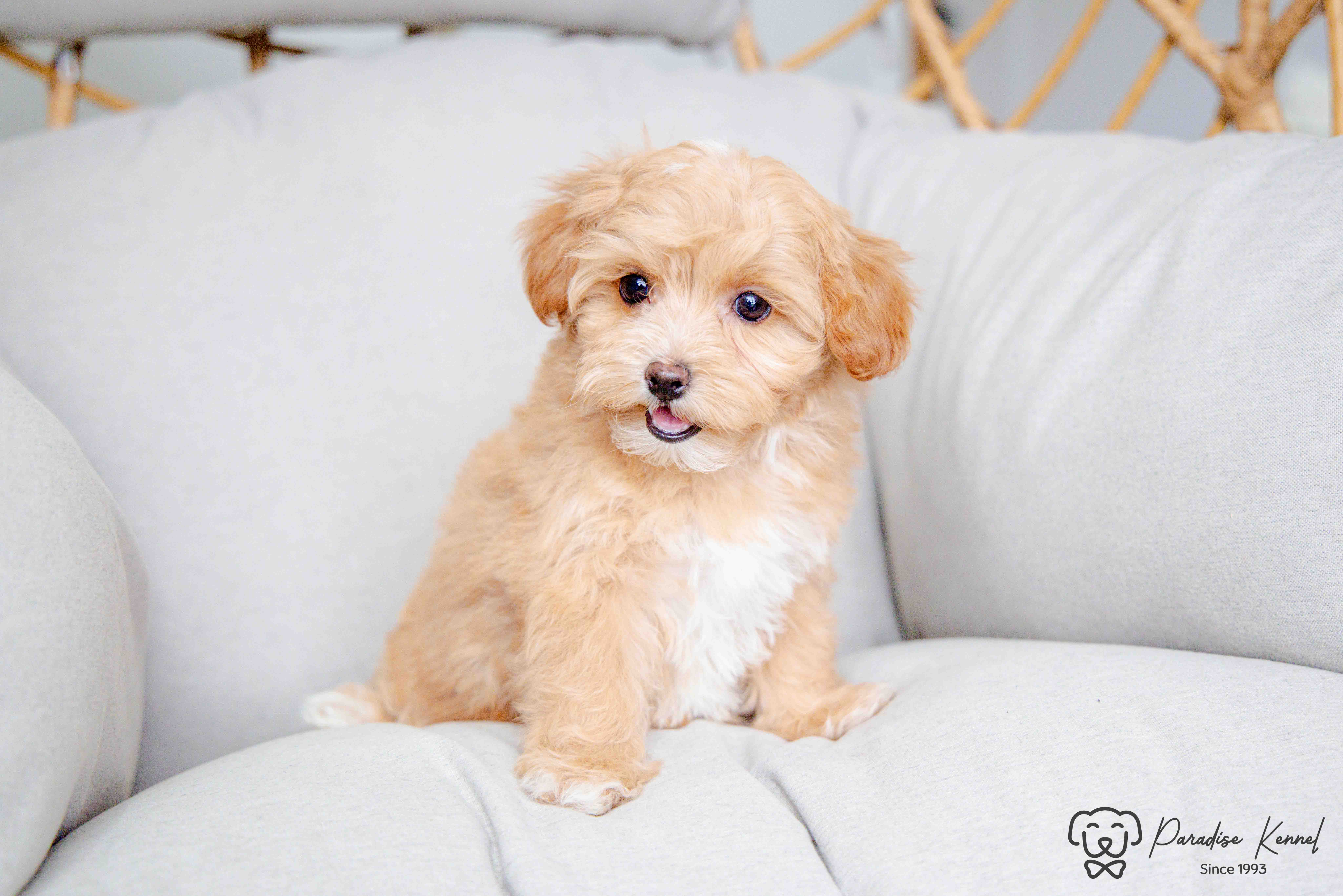 Photo of ❤️ Maltipoo (Maltese X Poodle) Puppies ❤️ Financing 0% ❤️