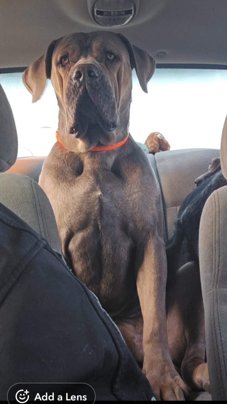 Photo of Cane Corso stud 