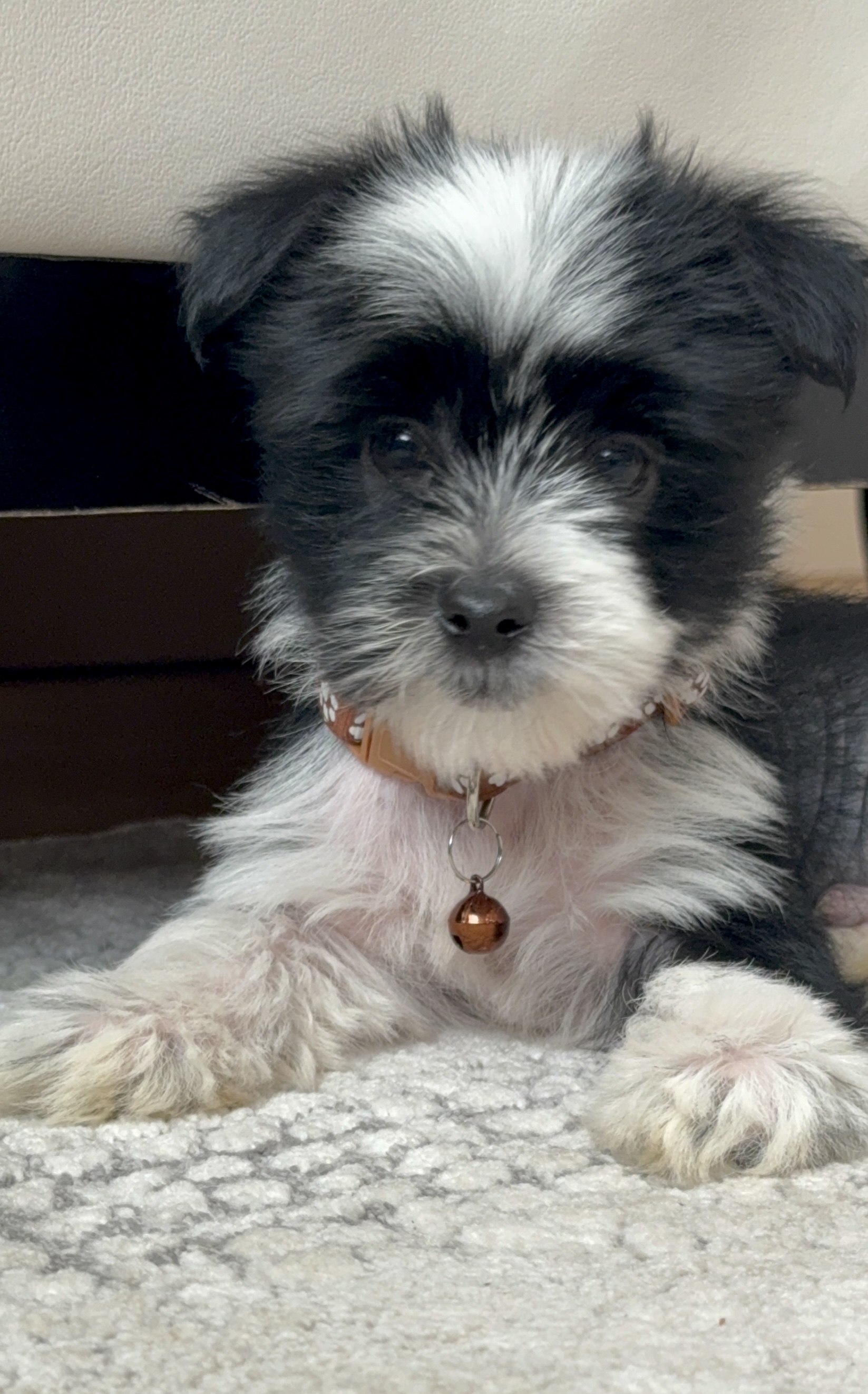 Photo of Adorable Yorkie-Poos