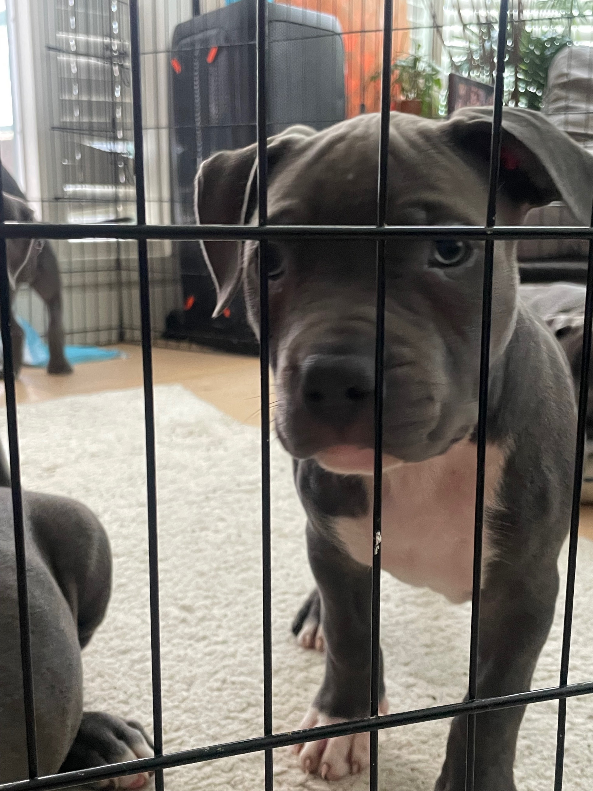 Photo of Unleash The Legends: 8 Elite blue nose, pity puppiesReady Now!