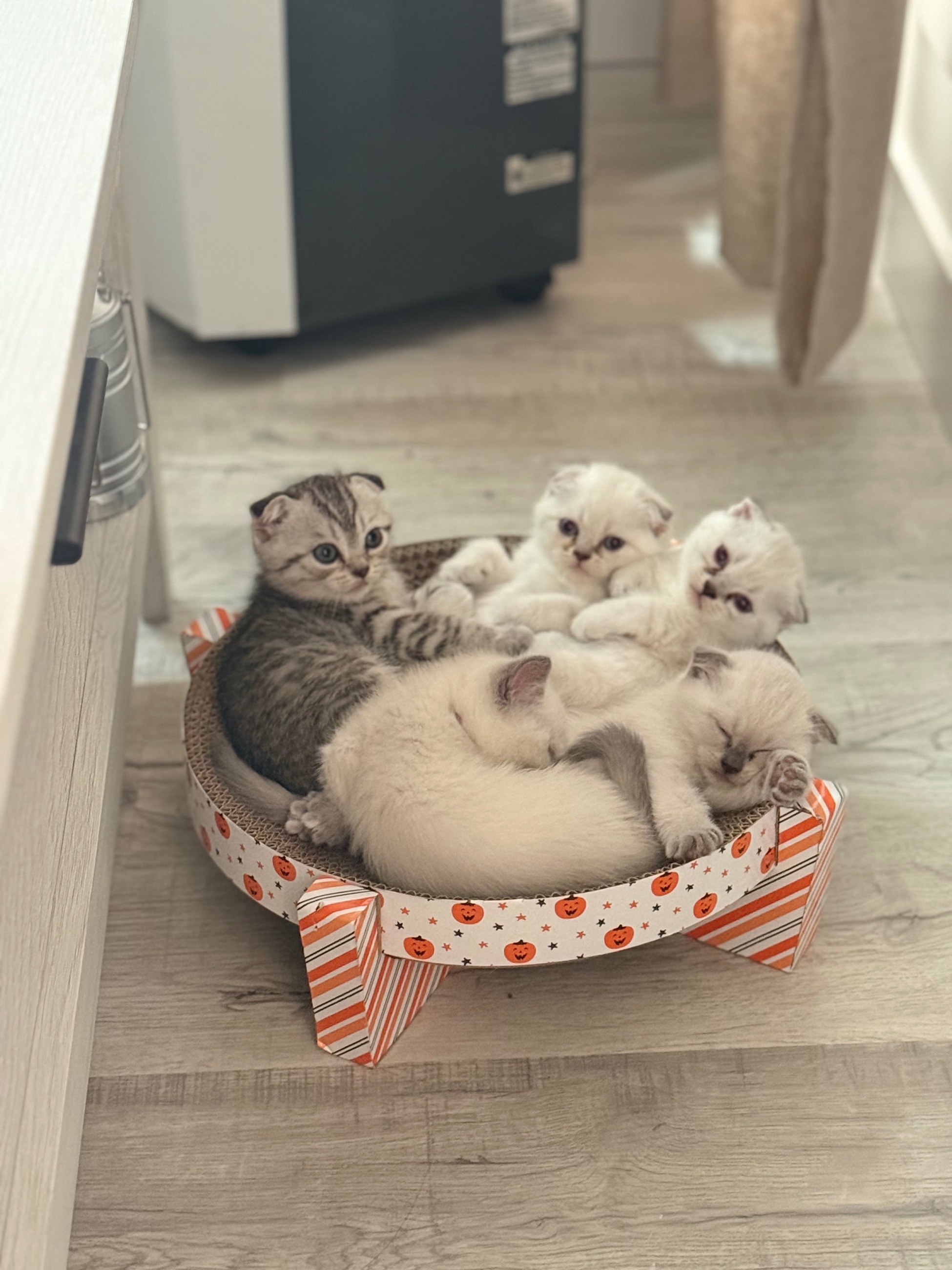 Photo of Scottish Fold mixed British Short Hair Kittens