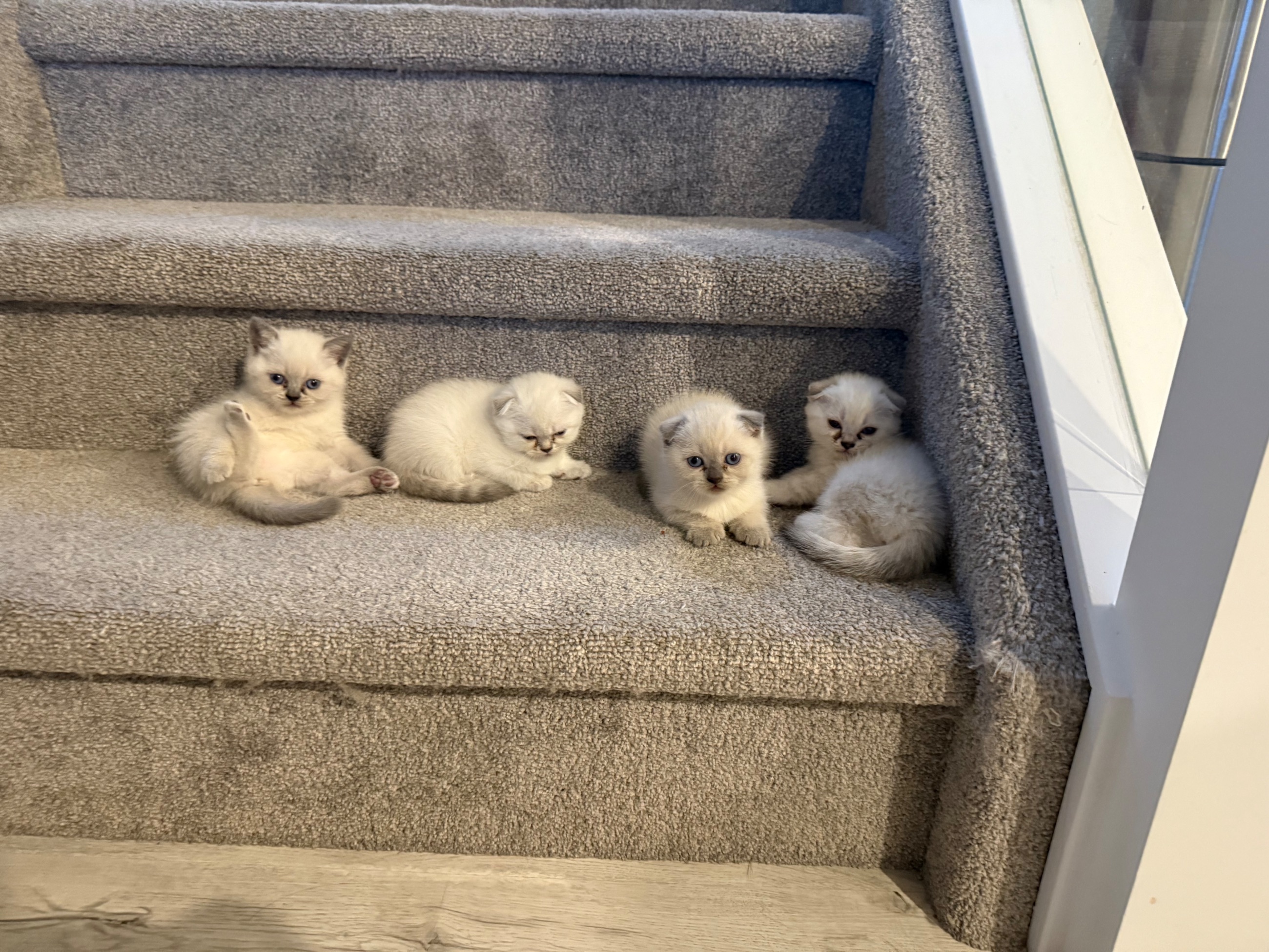 Photo of Scottish Fold mixed British Short Hair Kittens