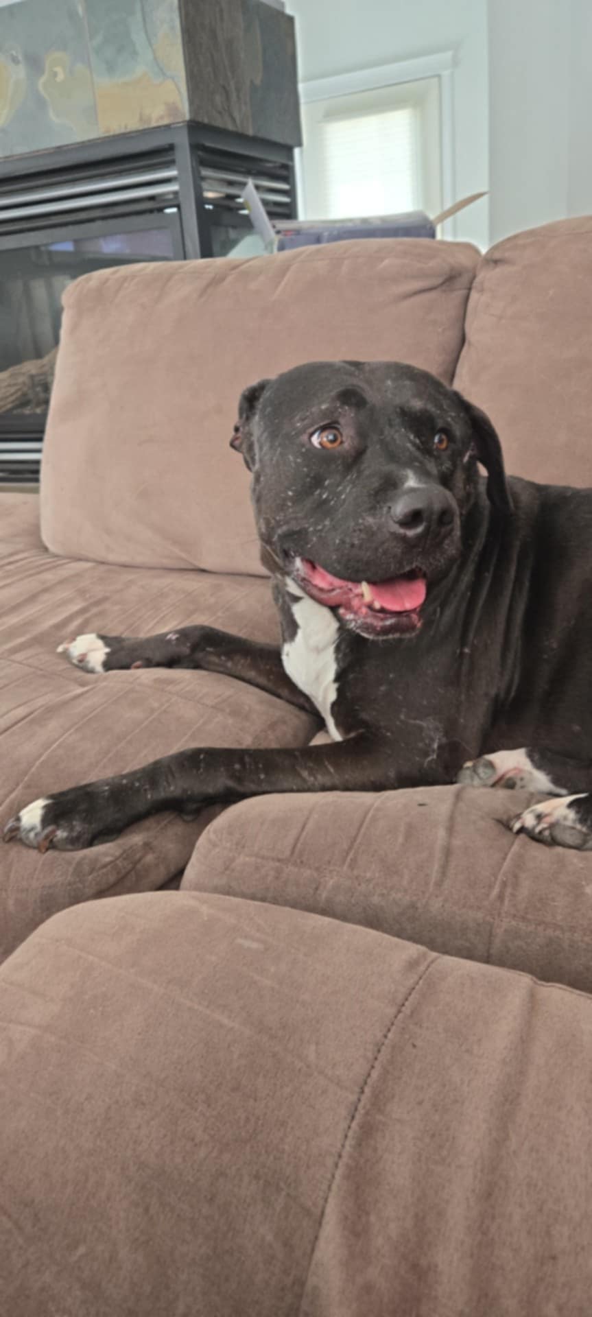 Photo of Nala the cuddle bug