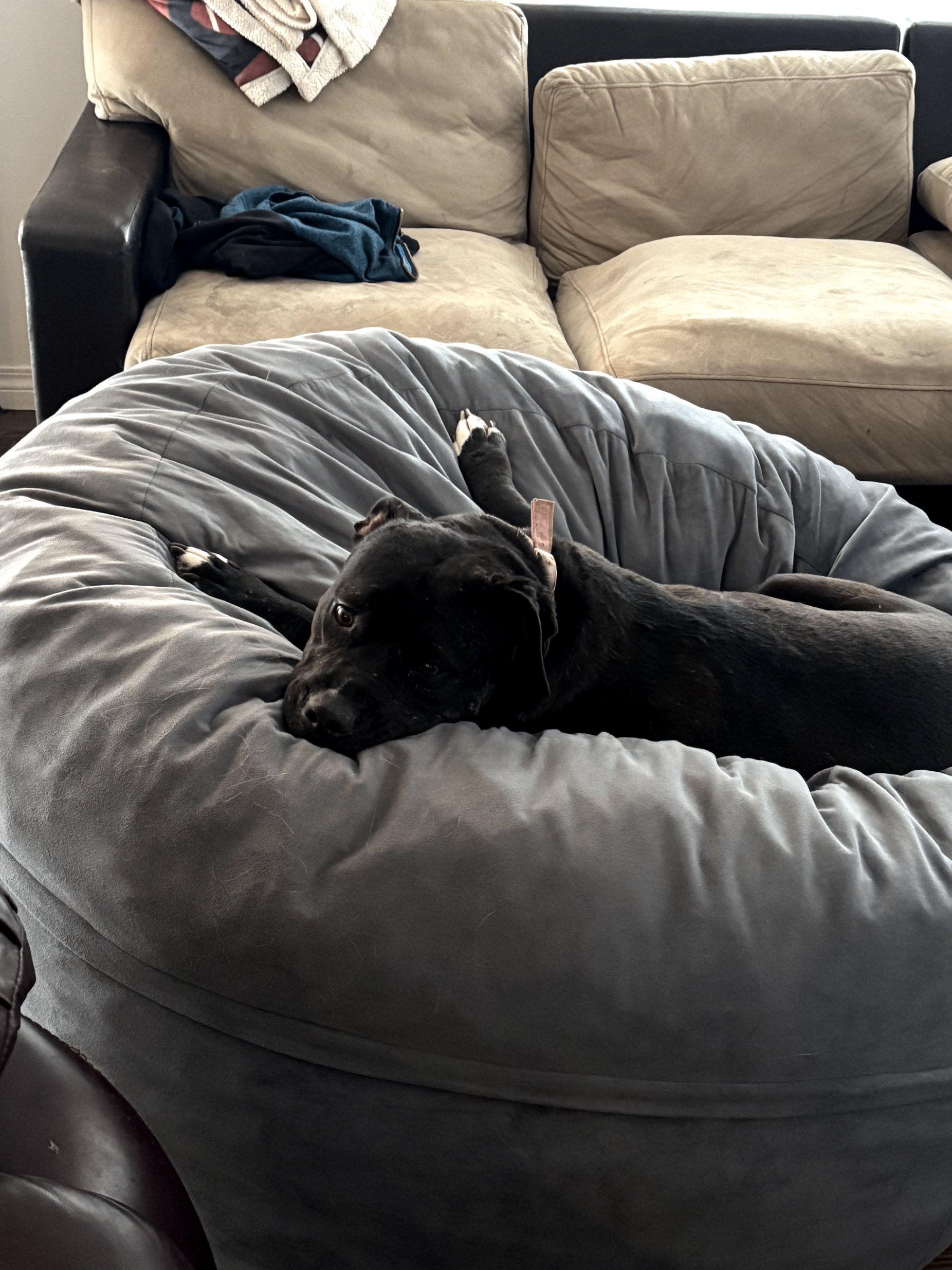 Photo of Nala the cuddle bug