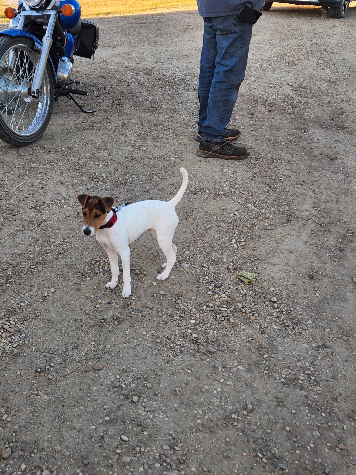 Photo of Jack Russell Terrier Puppies