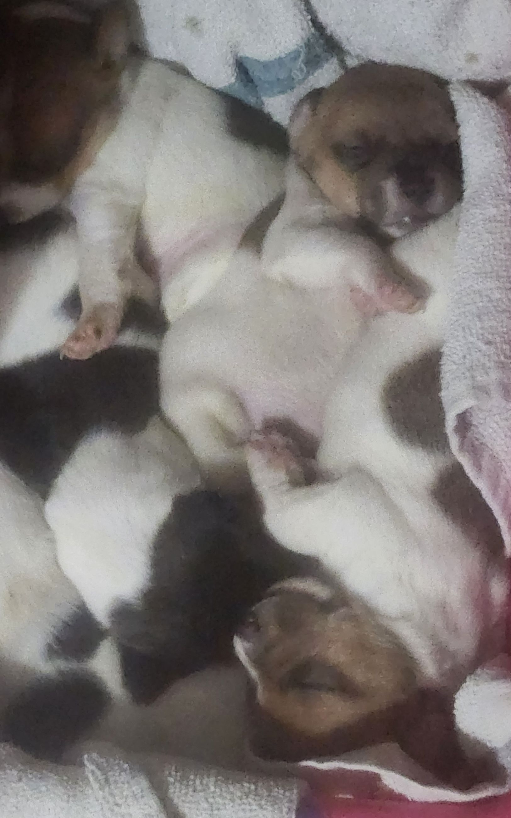 Photo of Jack Russell Terrier Puppies